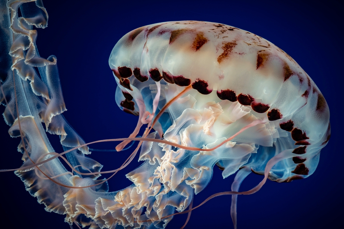 A purple-striped jelly on exhibit