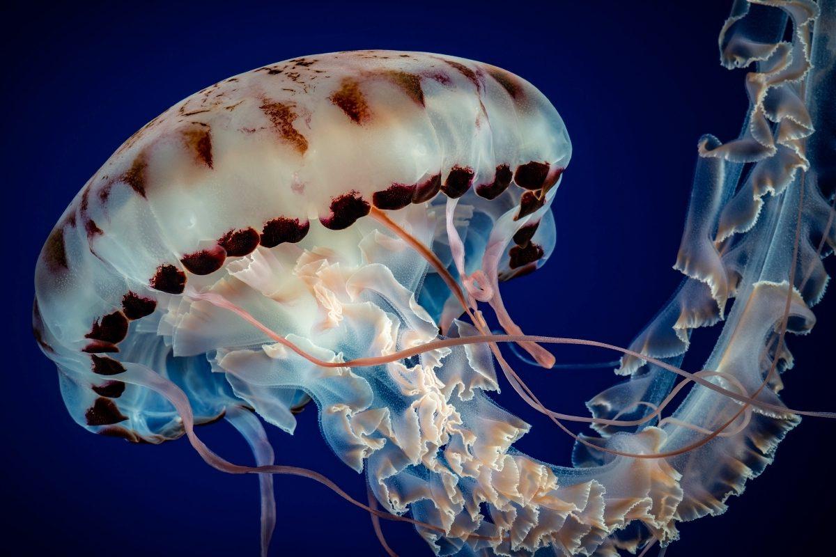 Purple-striped jelly with brown-spotted bell and flowing ruffled oral arms in a blue exhibit