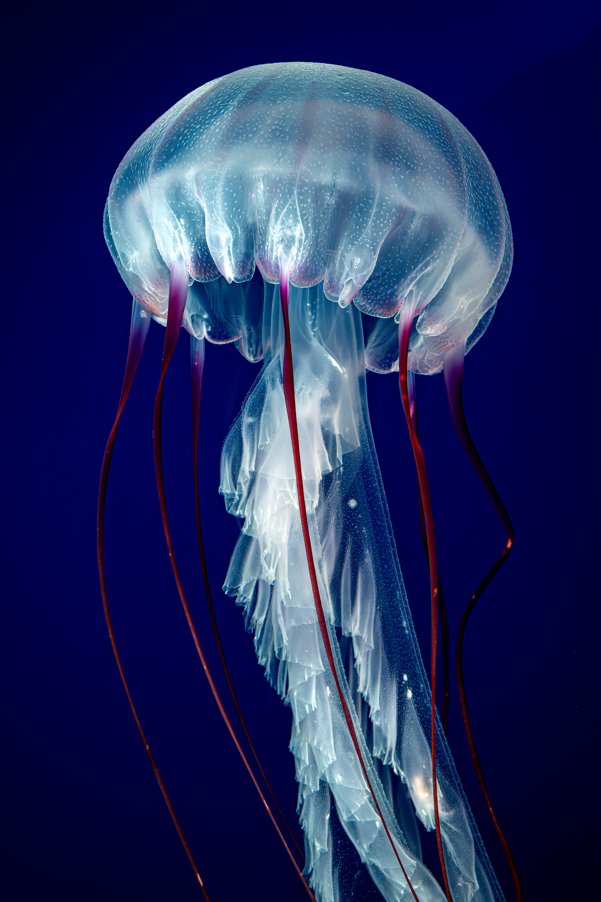 Purple-striped jelly with long red trailing tentacles floating in deep blue ocean water