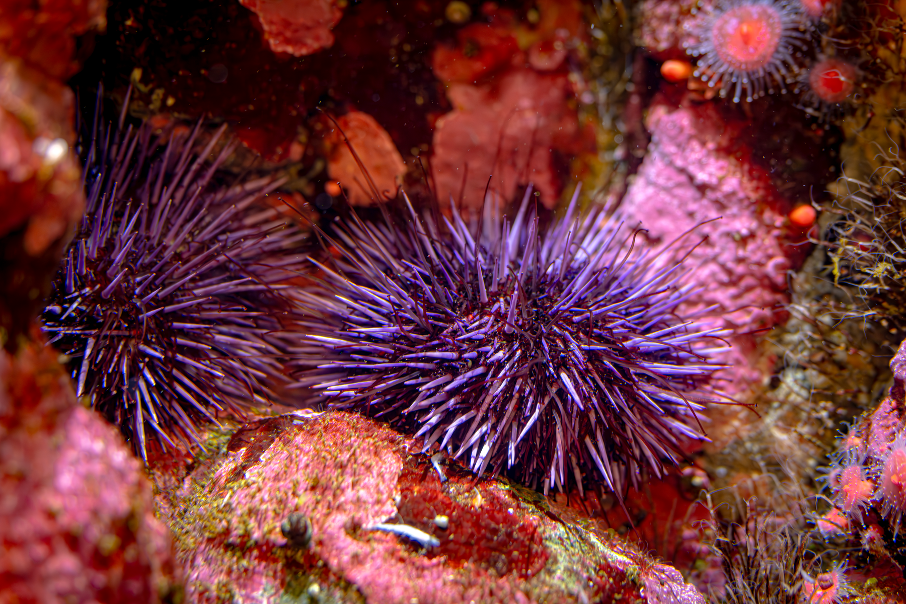 A pair of purple Sea urchins hide in a rocky crevice surrounded by Crustose coralline algae