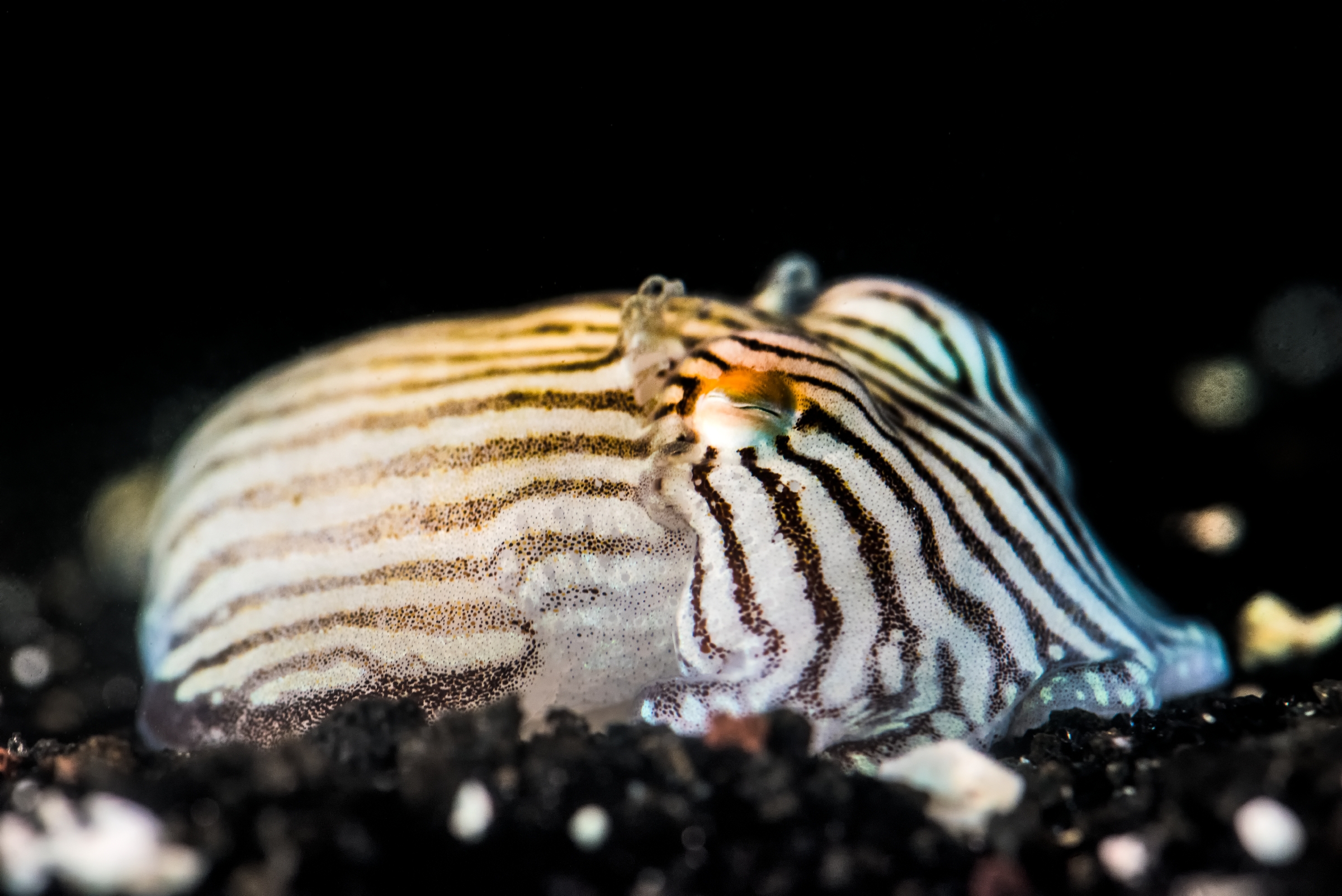 A striped pyjama squid (Sepioloidea lineolata) behind the scenes at the Monterey Bay Aqarium