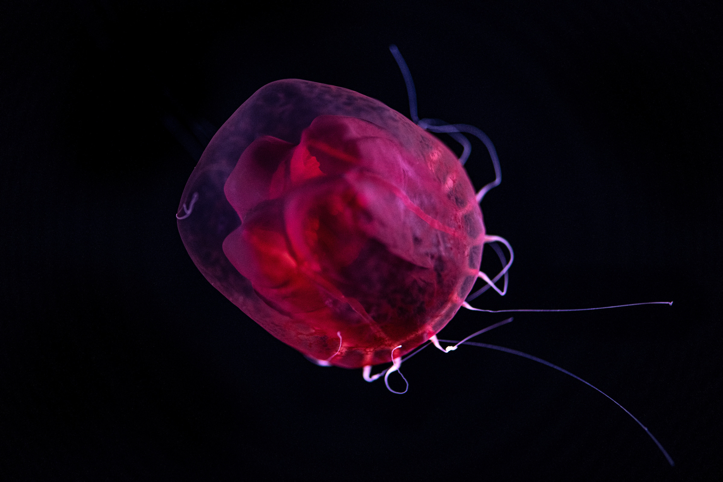 A single red paper lantern jelly in dark deep water