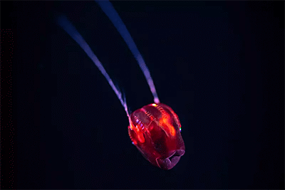 A red x jelly swimming down in deep black water with its red color body and long tentacles floating behind