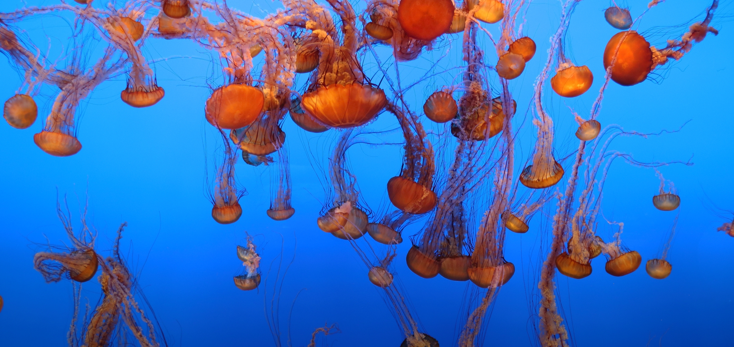 Sea nettles on exhibit