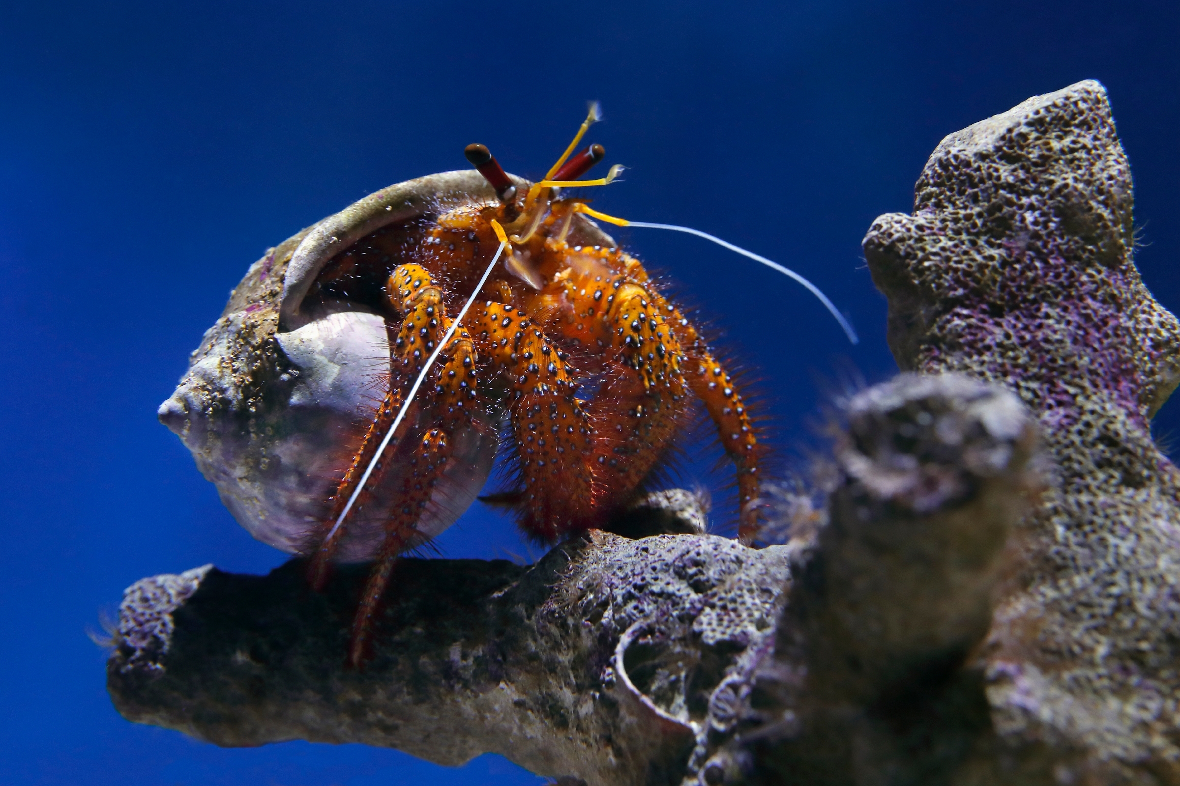A hermit crab