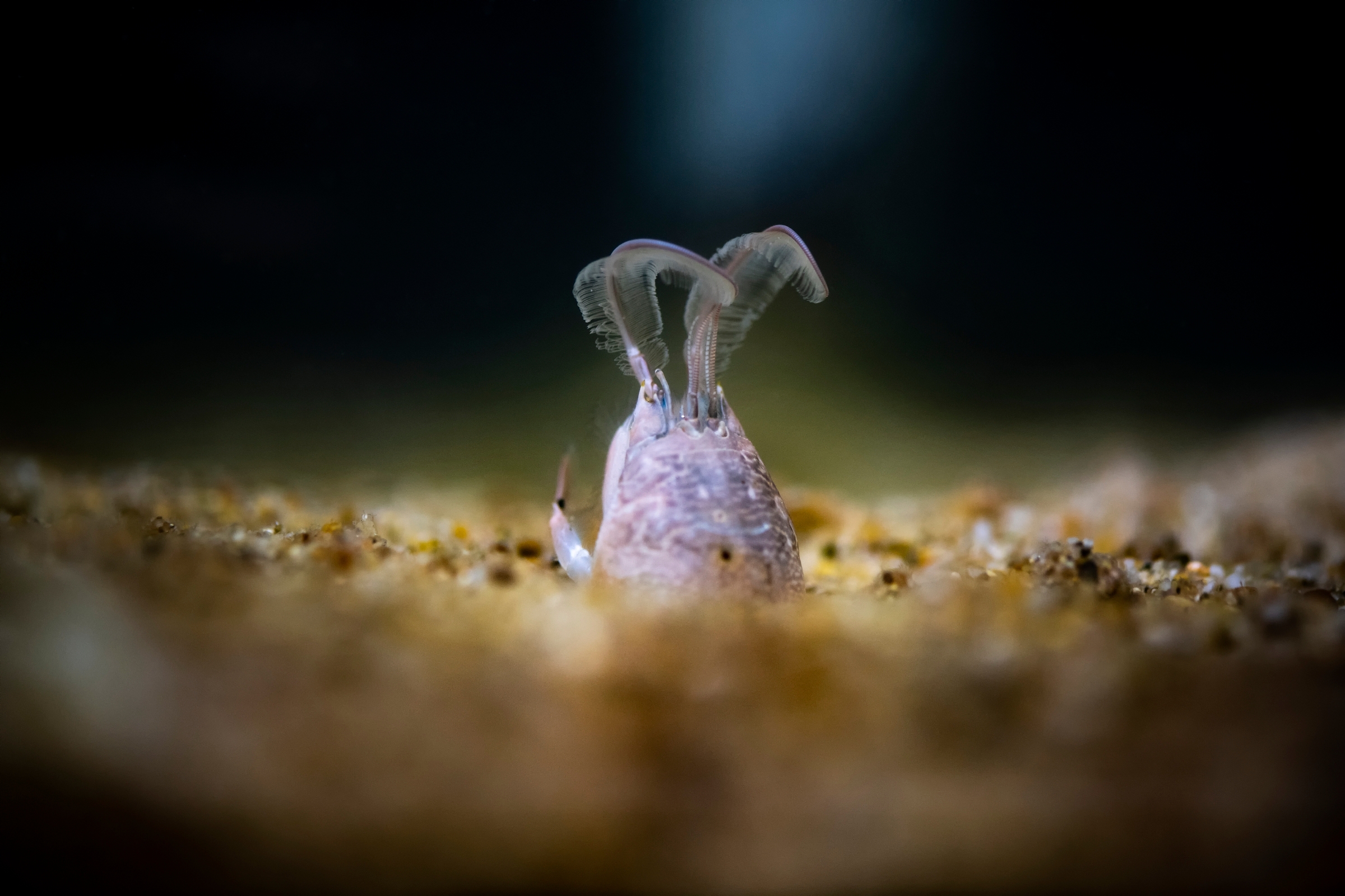 A sand crab in the Discovery Lab