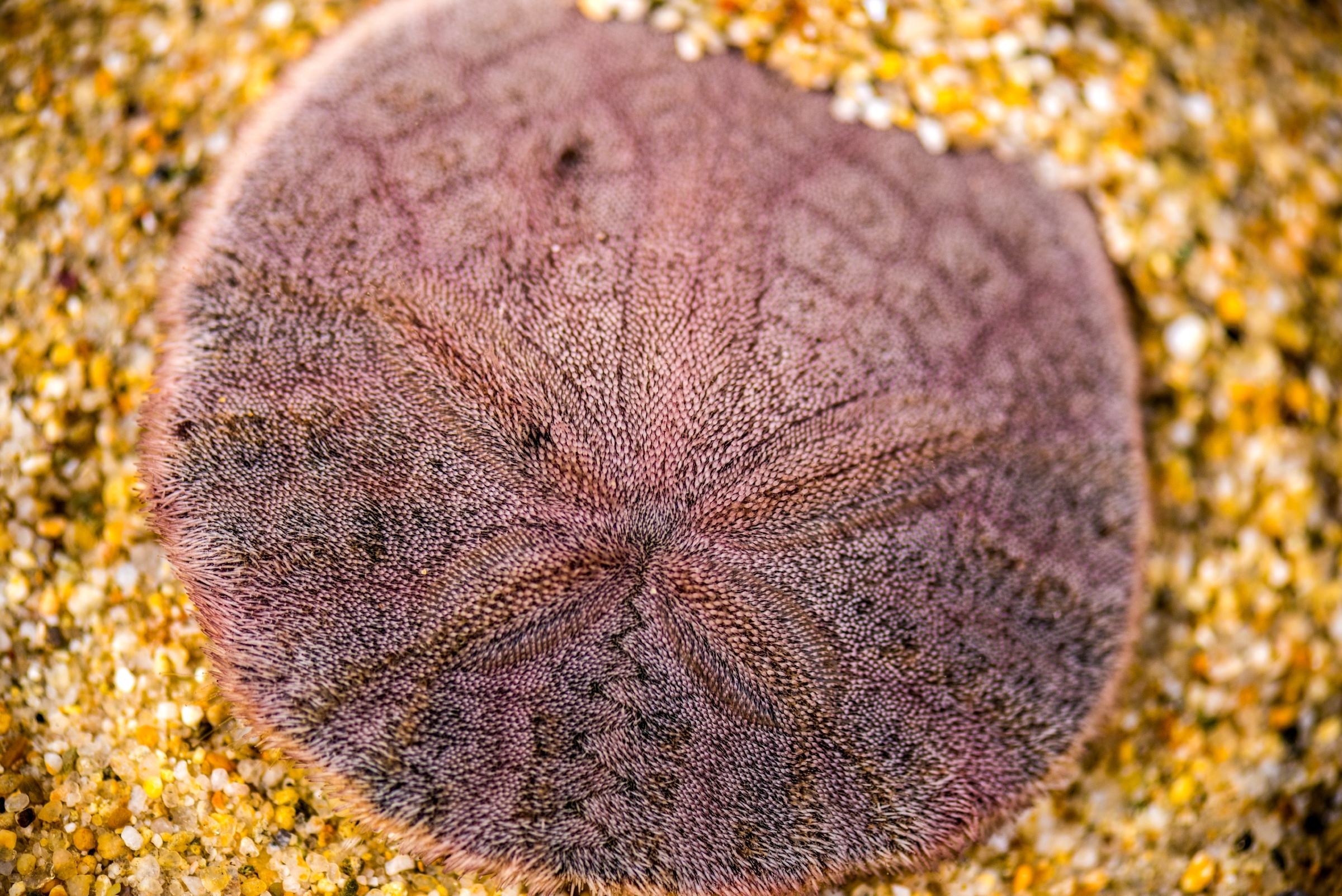 Close-up of a purple sand dollar lightly nestled into a bed of yellow and white speckled sand