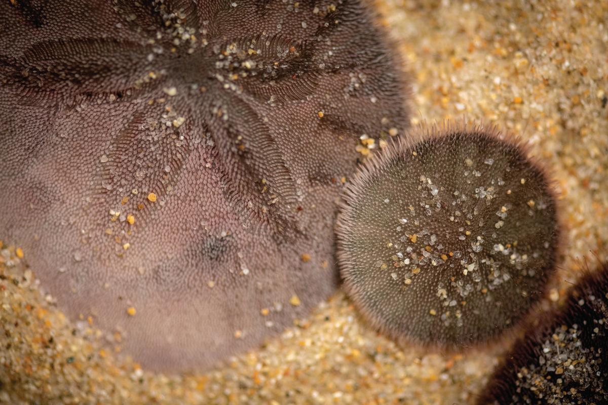 An adult and juvenile sand dollar