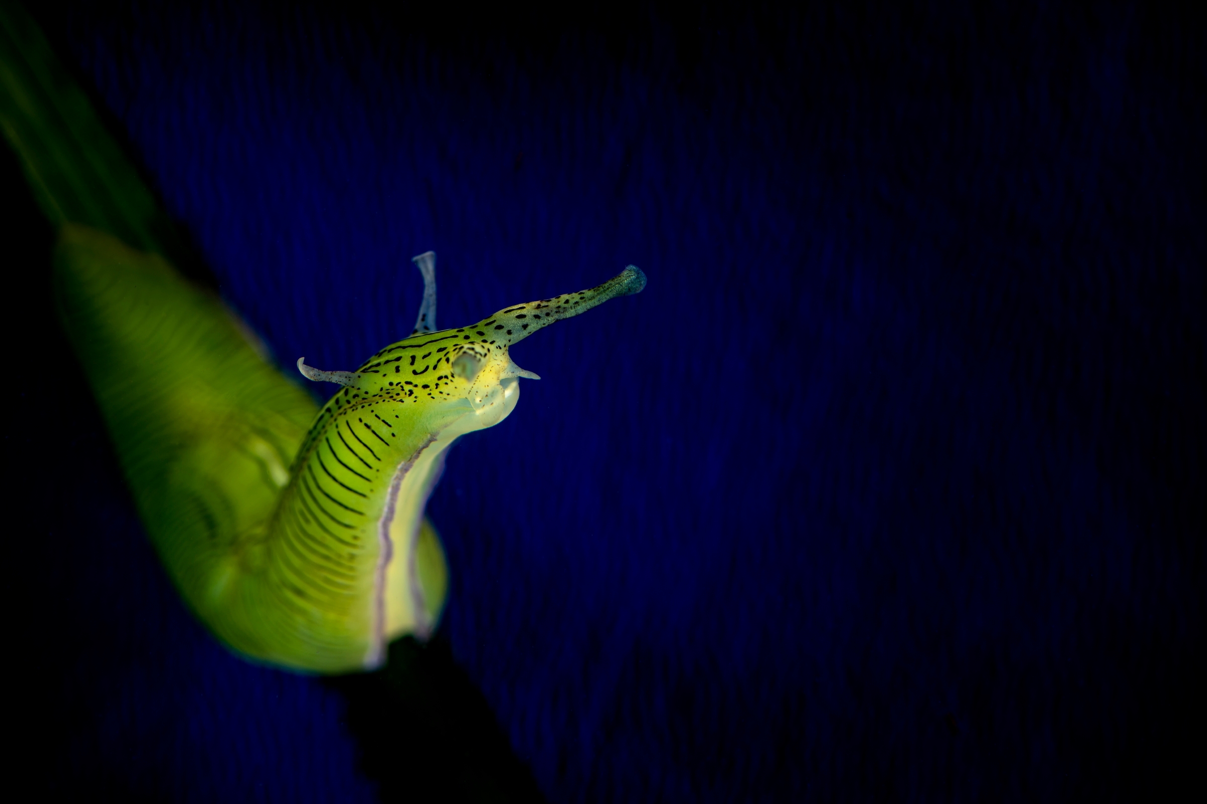 A Taylor's sea hare