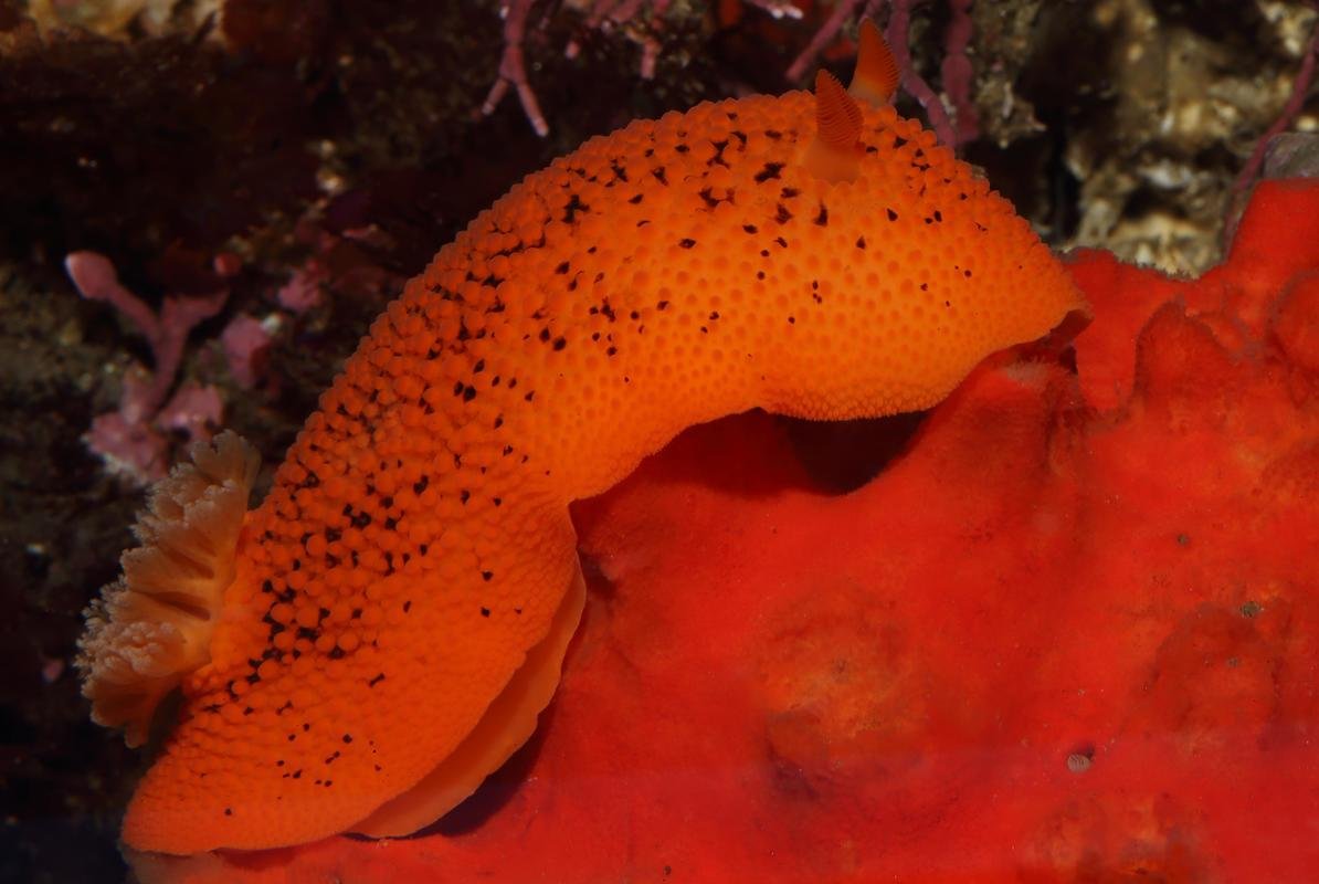 Up-close view of a sea lemon, orange in color, on a red volcano sponge