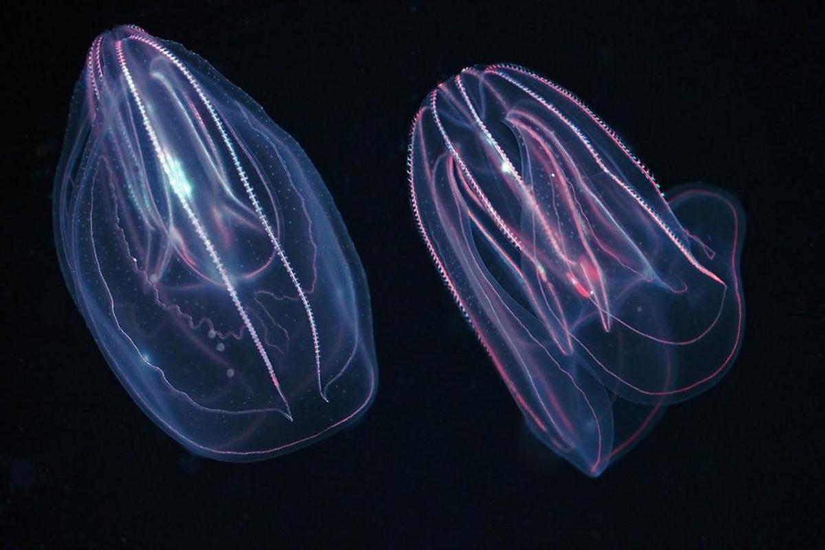 A pair of translucent warty comb jellies float side-by-side against a black background