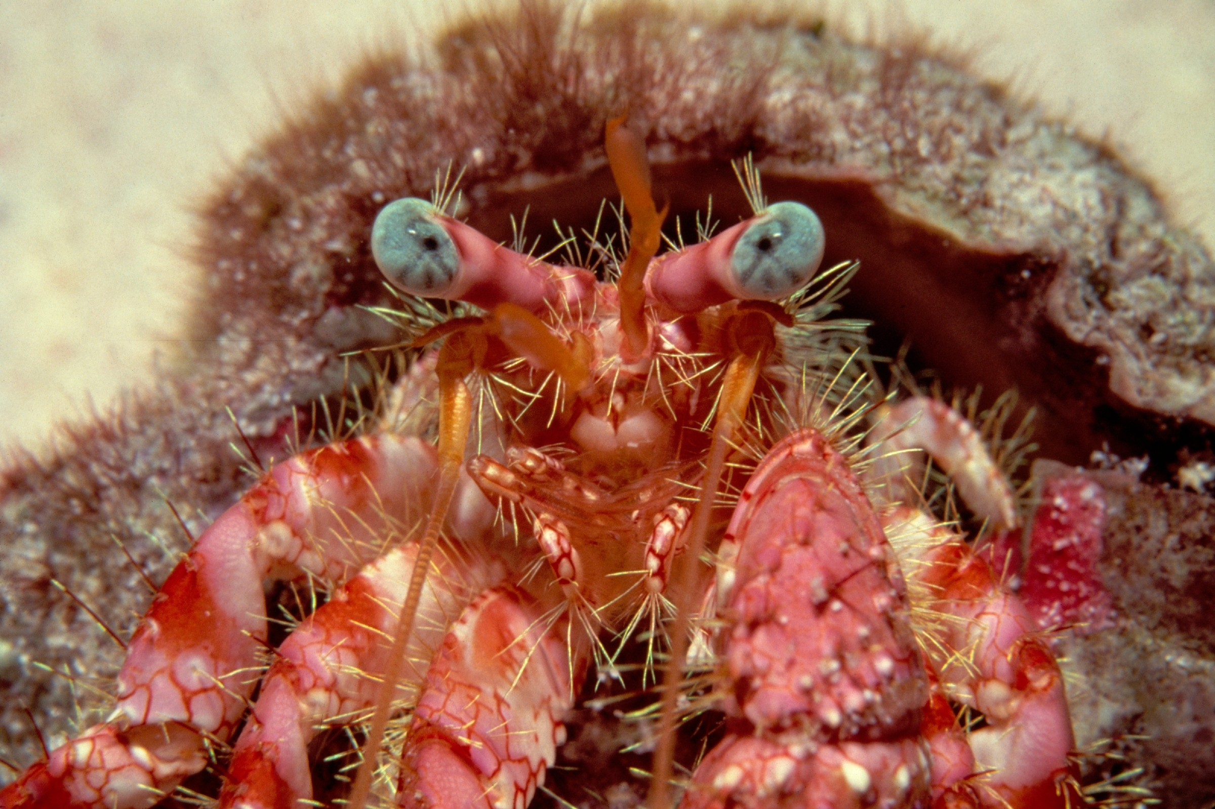Hermit crab