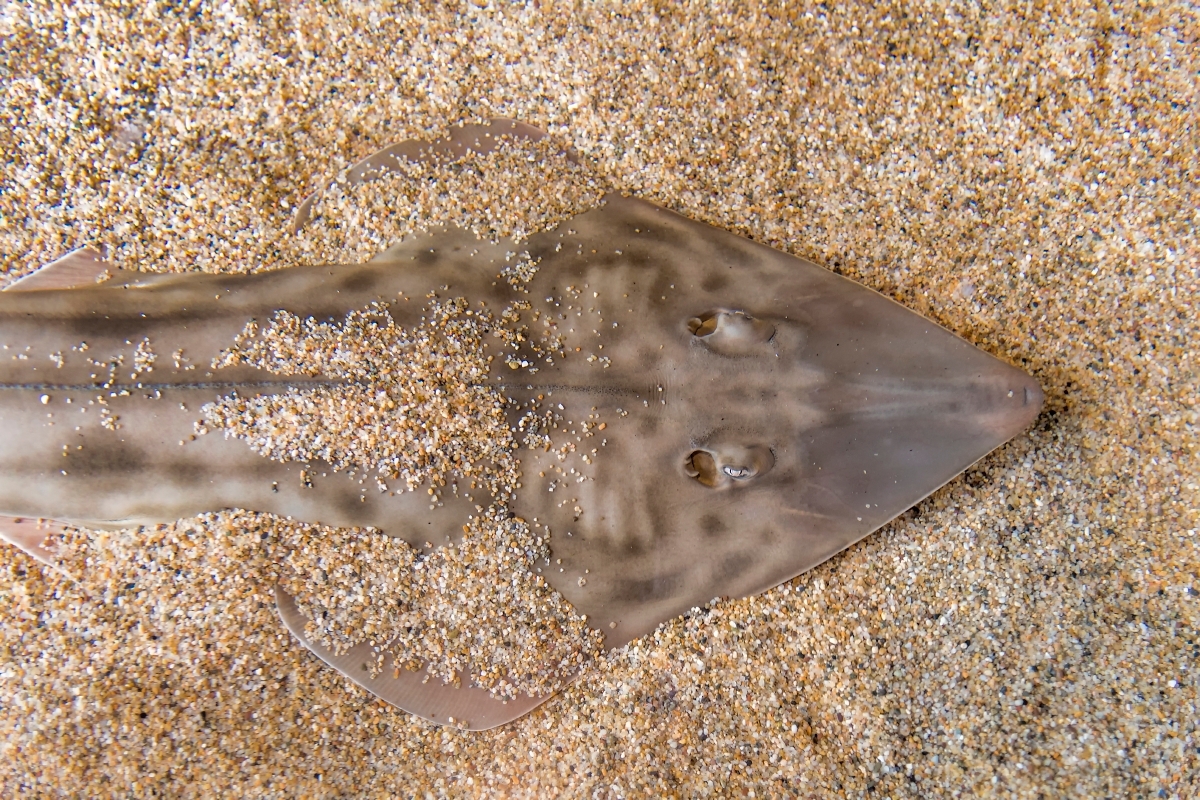 A shovelnose guitarfish scoots along the sand in the Aviary exhibit