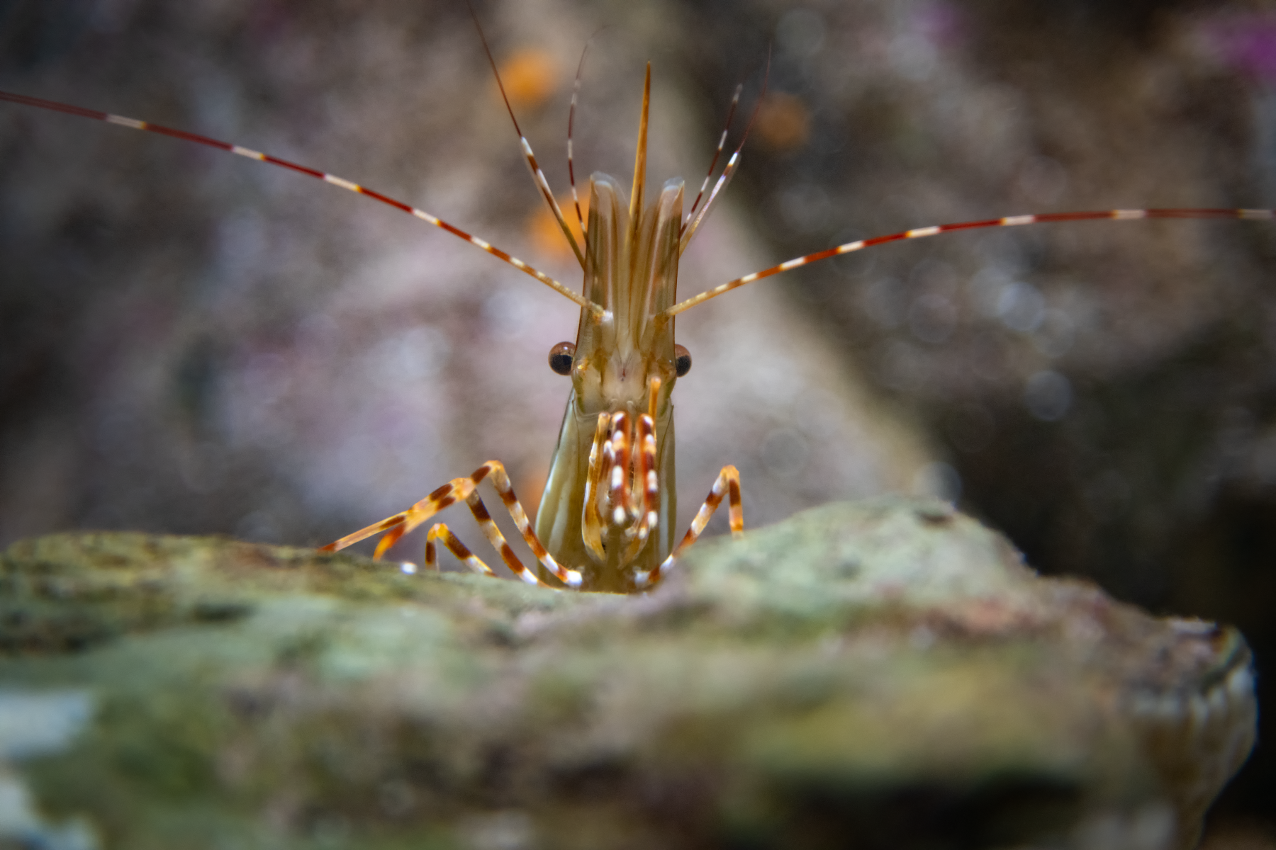 A spot prawn peaking out over a rock