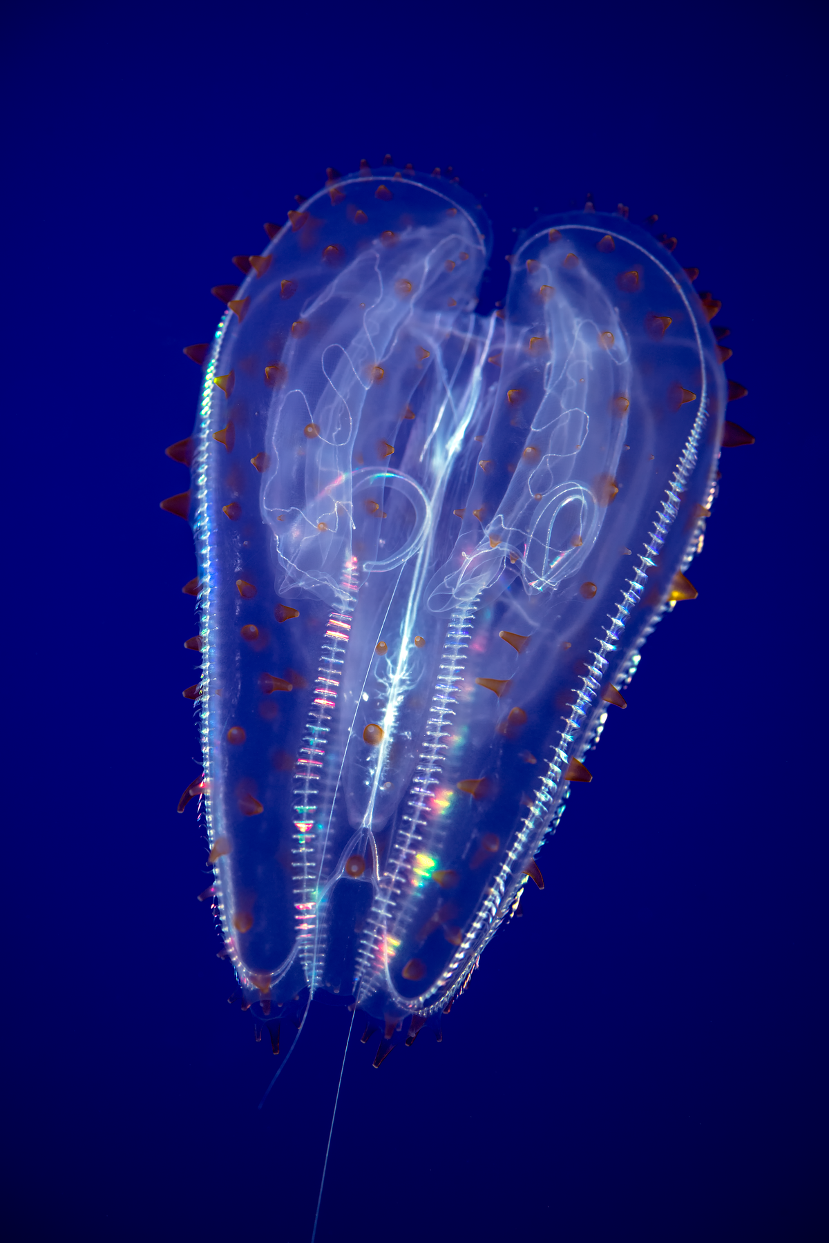 A spotted comb jelly with iridescent cilia and small orange spots swimming in deep blue ocean water