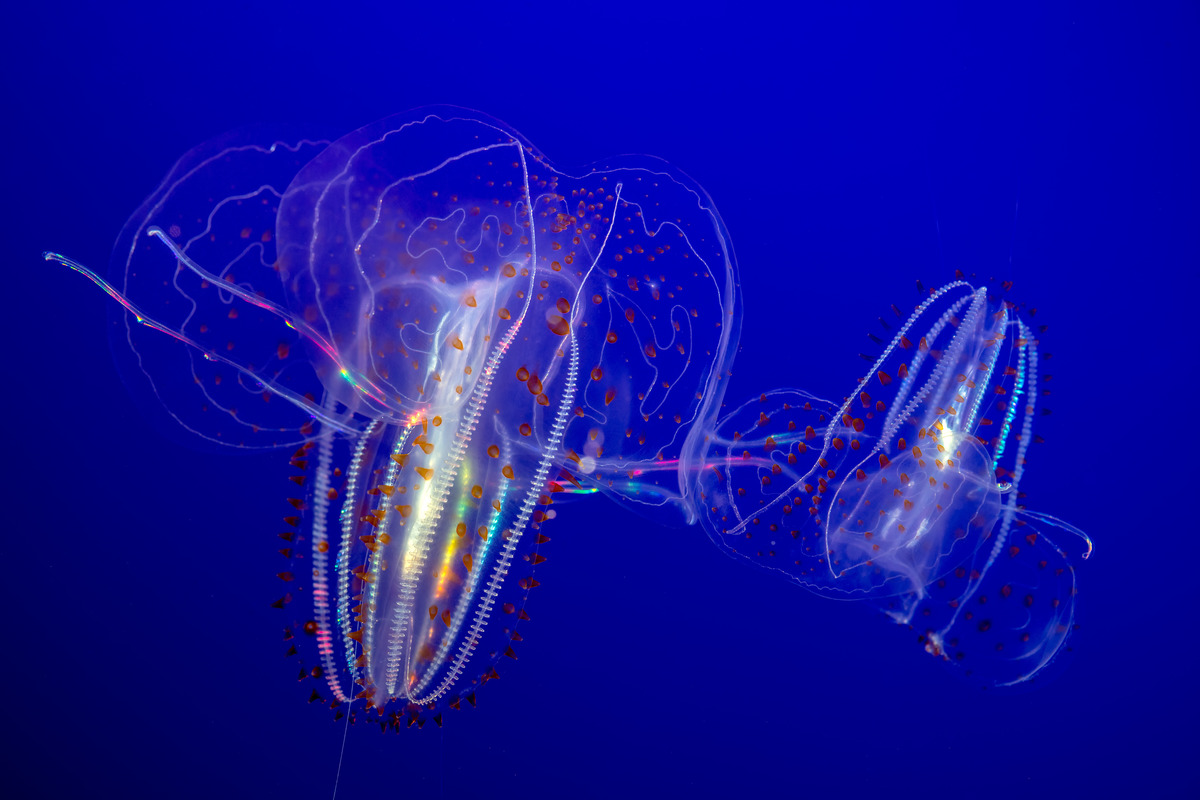 A pair of spotted comb jellies (Leucothea pulchra) swimming in their Open Sea exhibit, with their wispy, transparent auricles flailing to the sides
