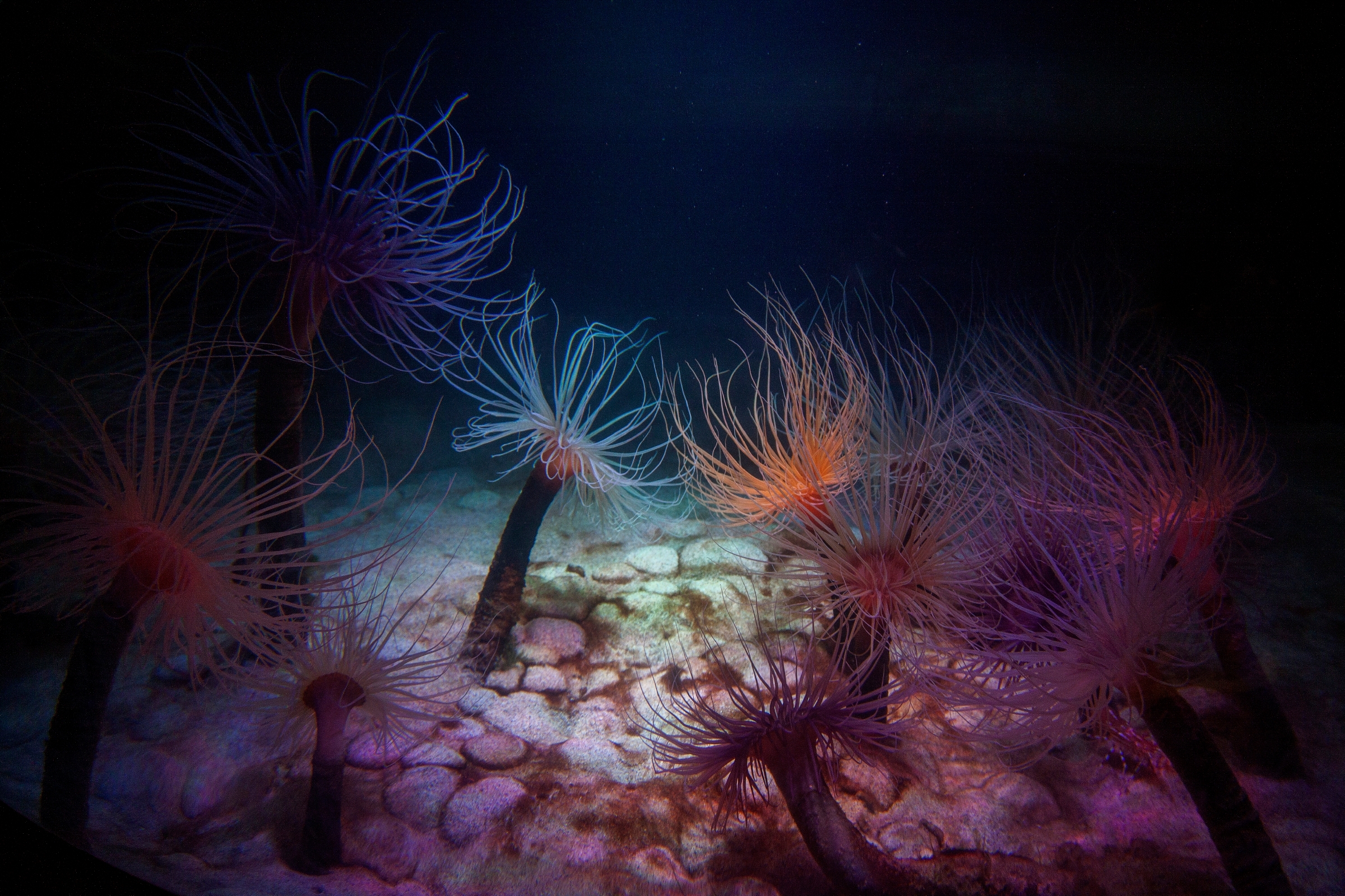 sevearl tube anemones slanted towards each other on the ocean floor