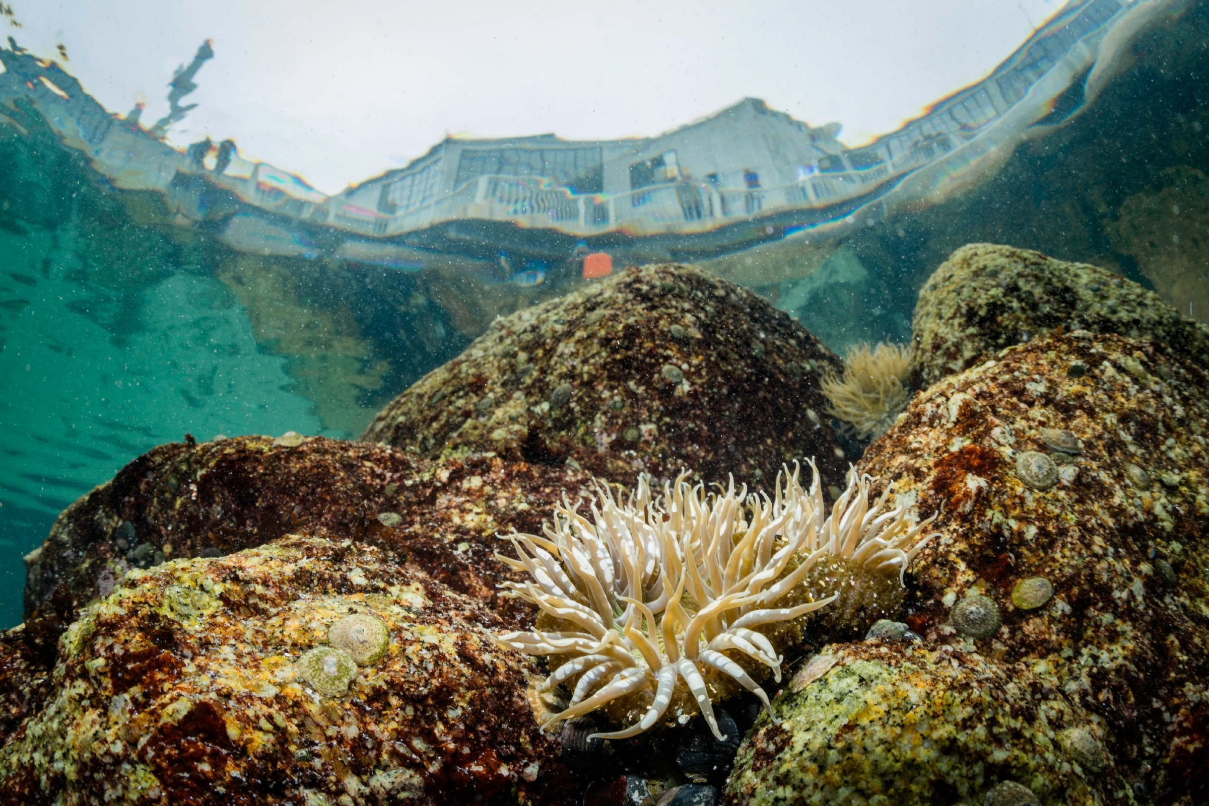 A sunburst anemone seen in the Great Tide Pool at the Monterey Bay Aquarium