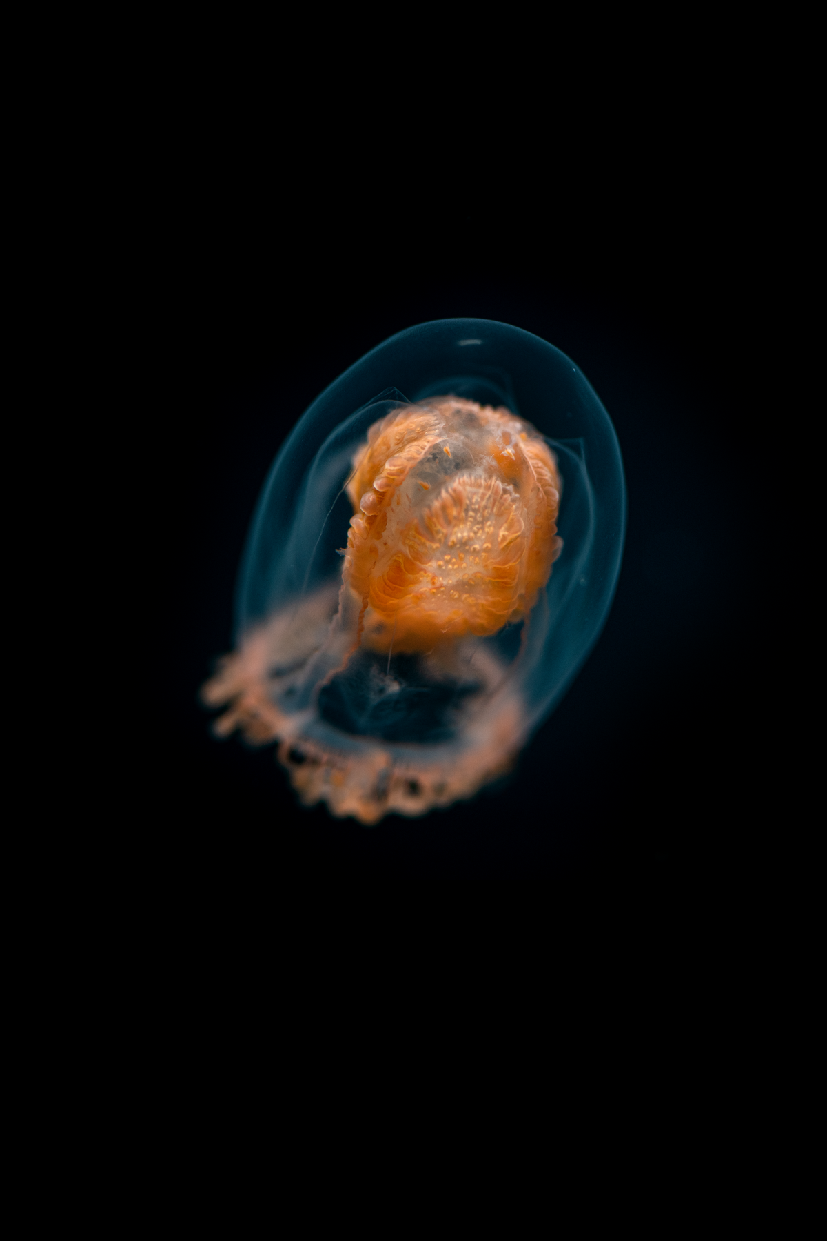 Translucent tower jelly with a bright orange interior and wispy tentacles floating in deep dark water