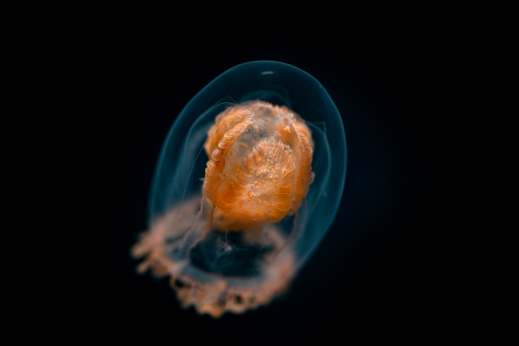 Translucent tower jelly with a bright orange interior and wispy tentacles floating in deep dark water