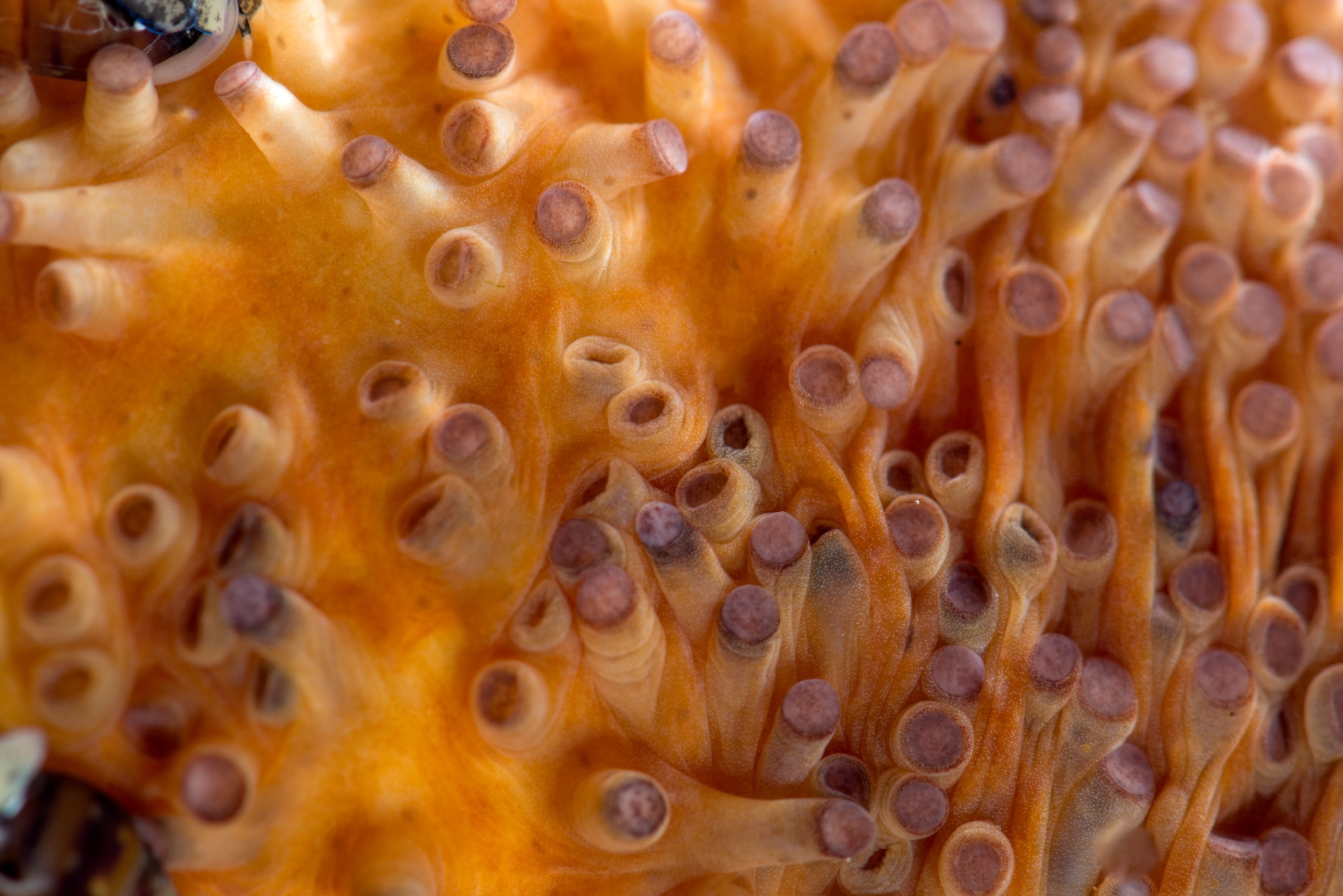 A close up of a warty sea cucumber's tube feet.