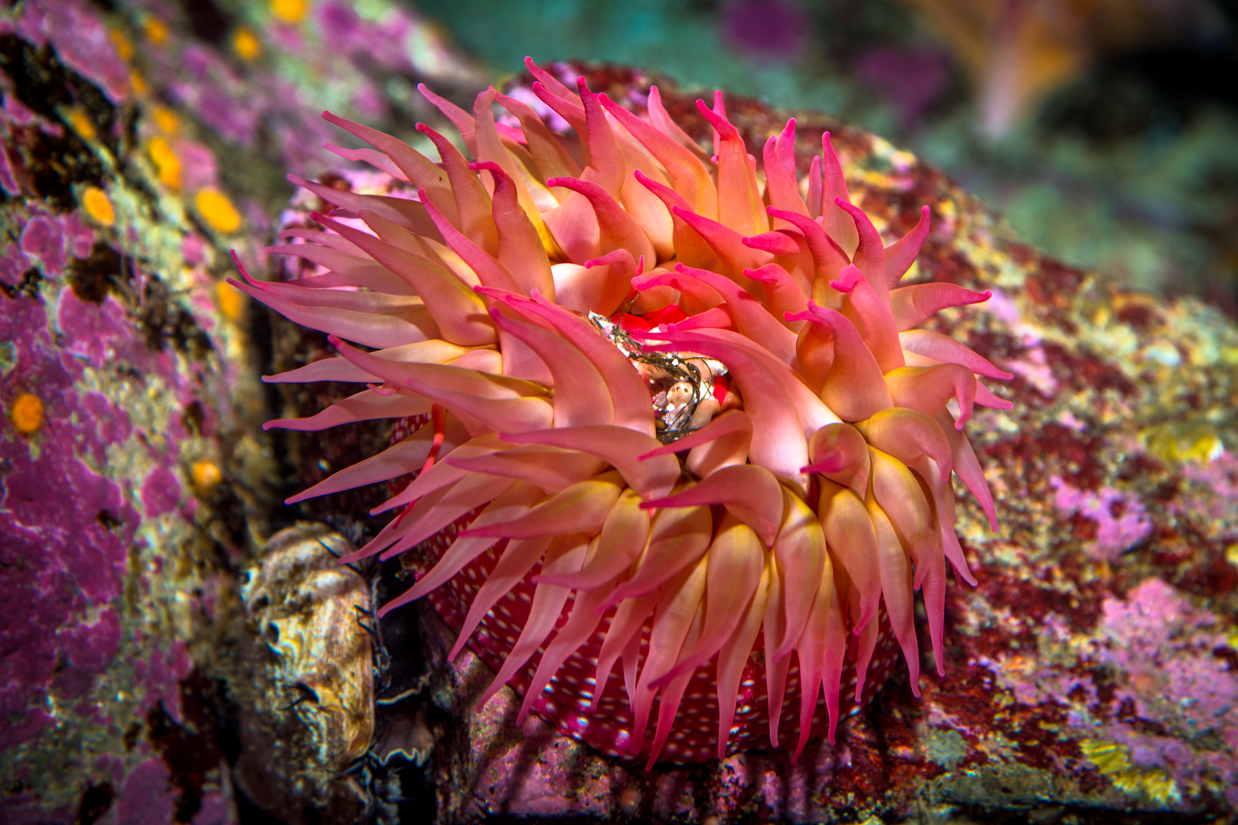 A white-spotted anemone (Urticina lofotensis) in the Rocky Shores exhibit gallery