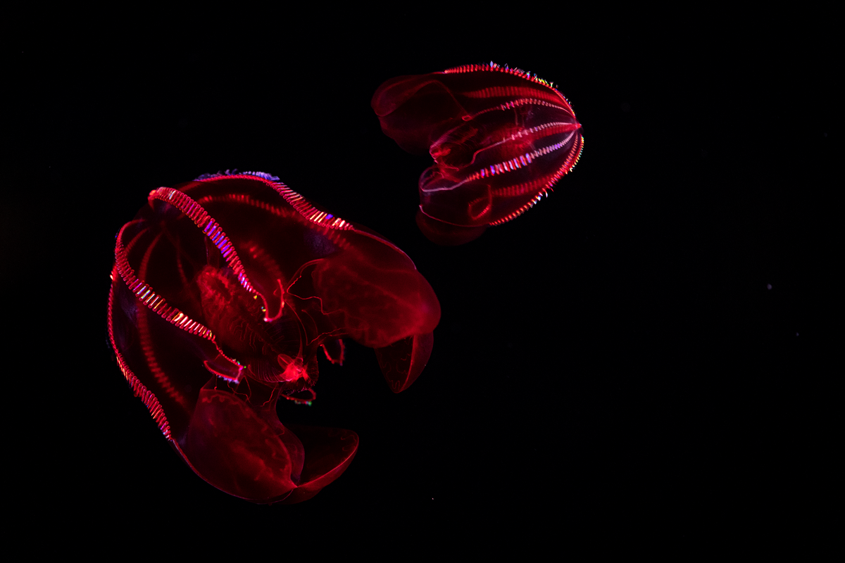 A bloody-belly comb jelly with a bright red body and rainbow cilia swimming in black water
