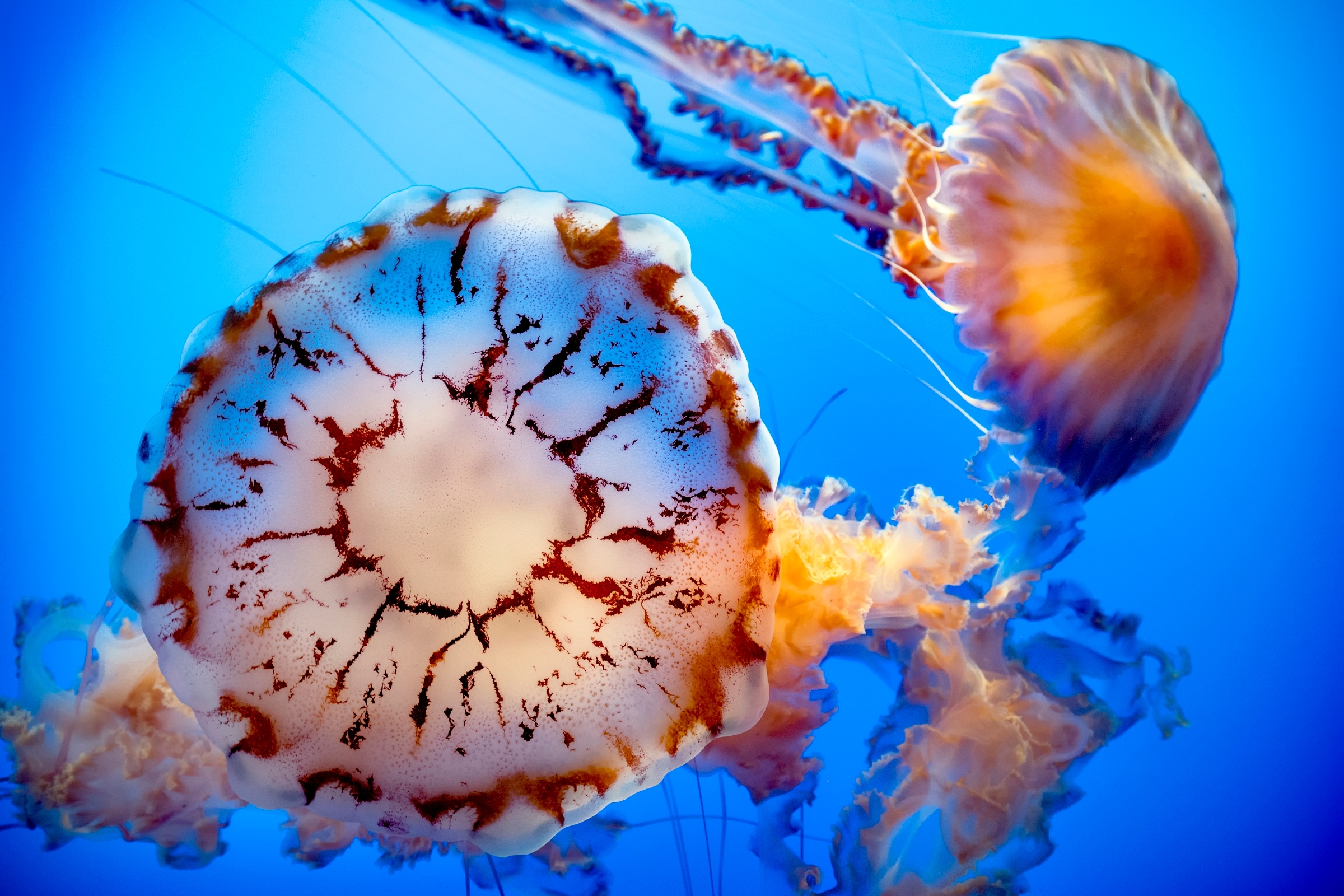 Skeleton shrimp | Monterey Bay Aquarium
