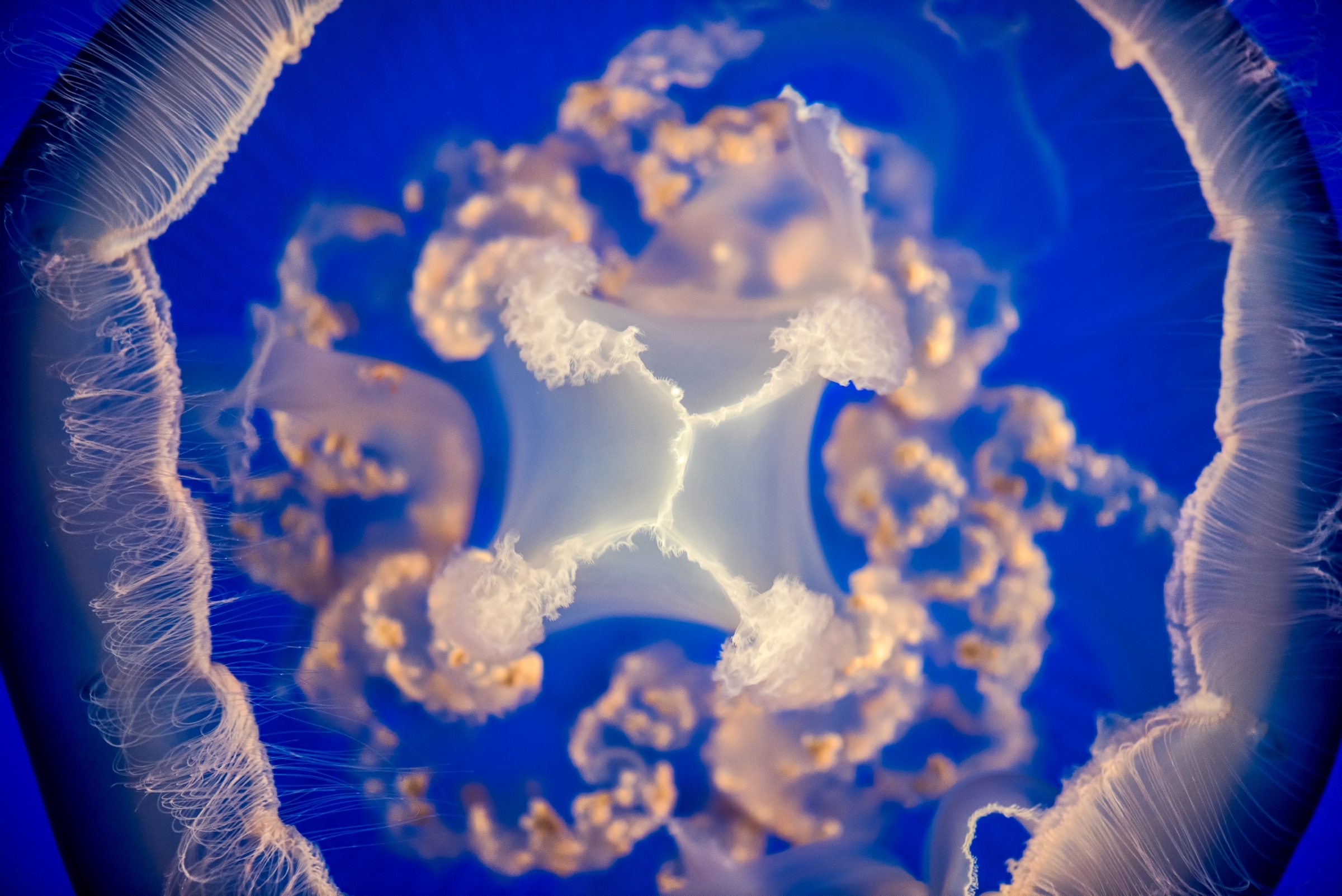 A closeup view of a moon jelly looking at it from under the umbrella, its frilly oral arms look a pinkish-white.