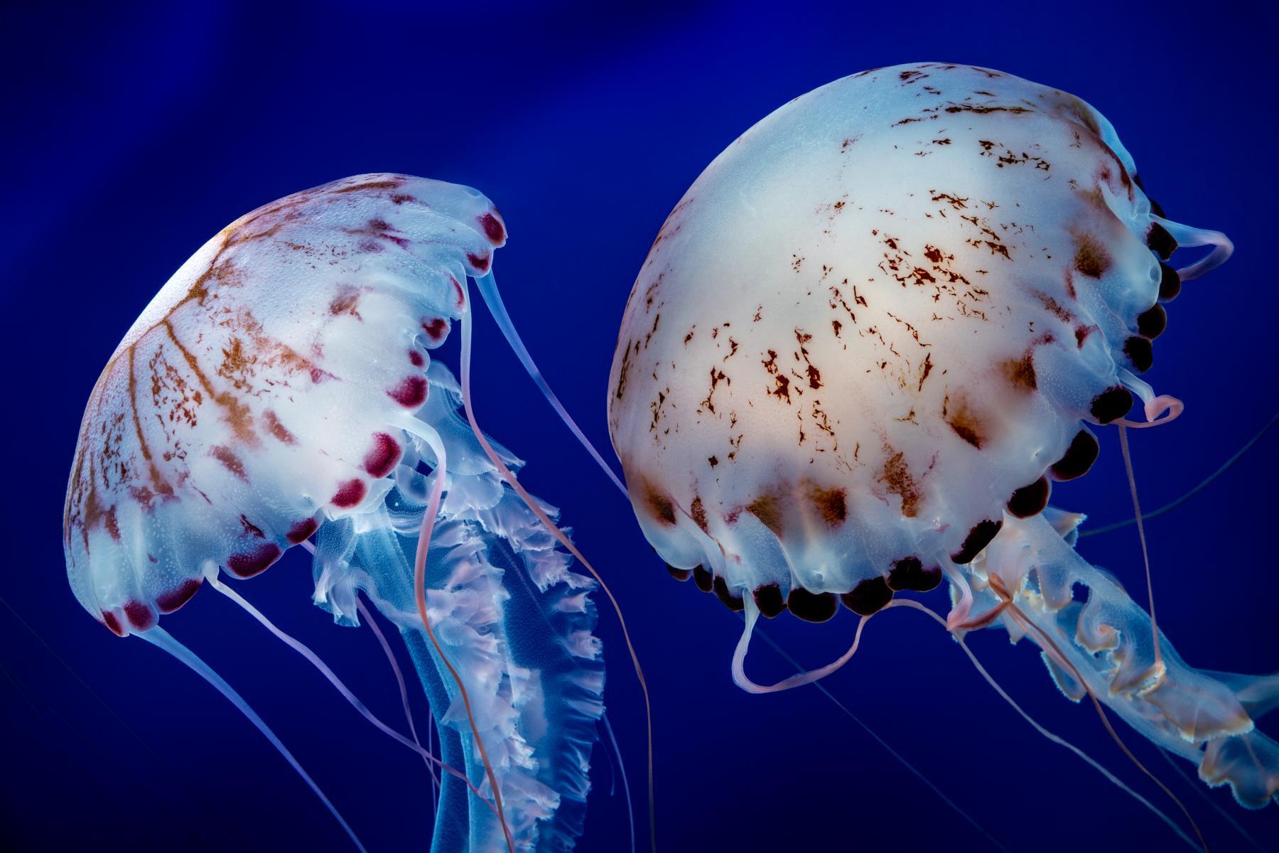 Two purple-striped jellies floating side-by-side in the Open Sea exhibit