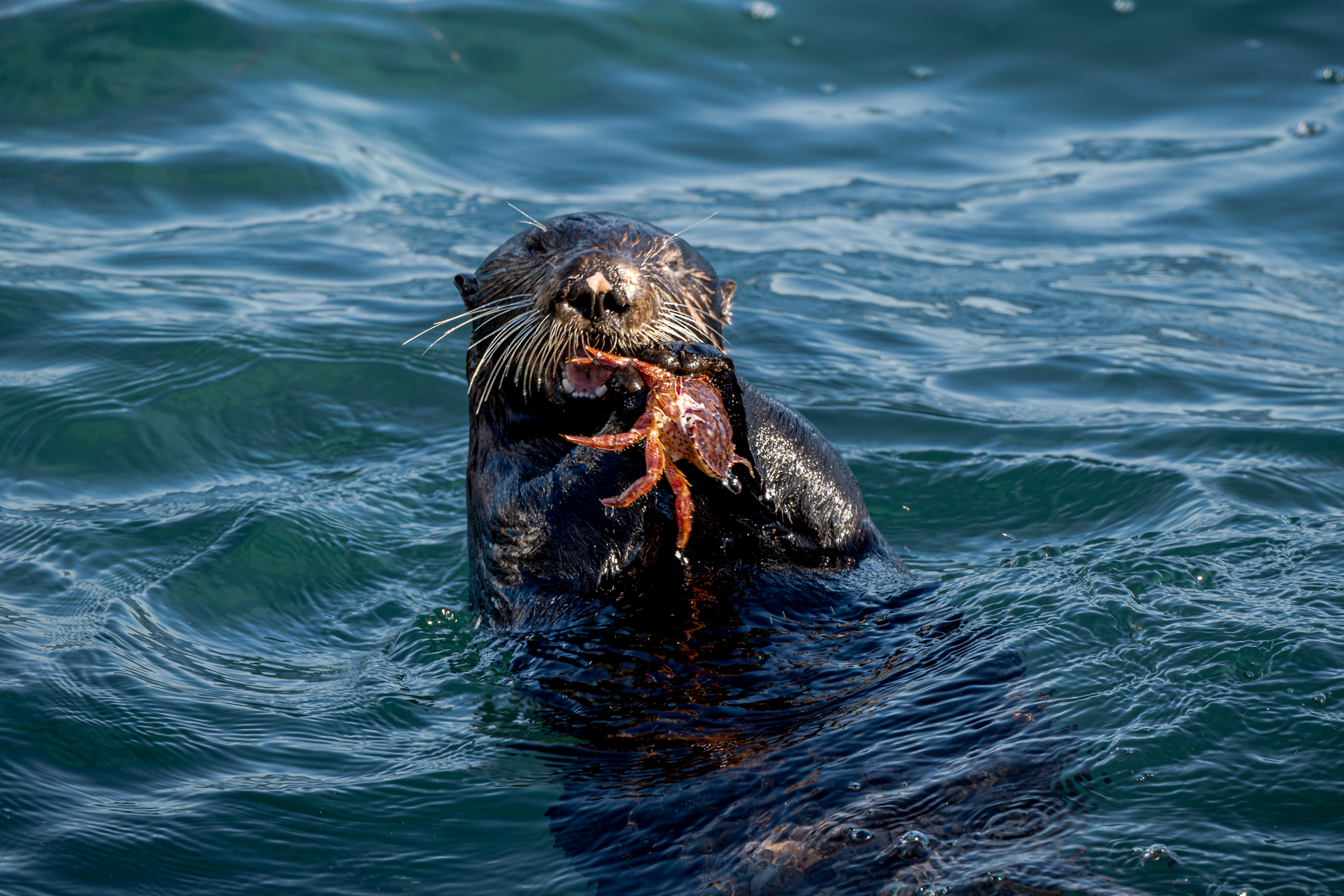 Southern sea otter floating upright in ocean water while eating red rock crab with both paws