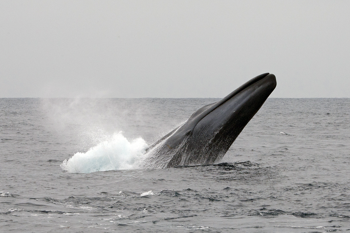 Breaching blue whale off Southern California