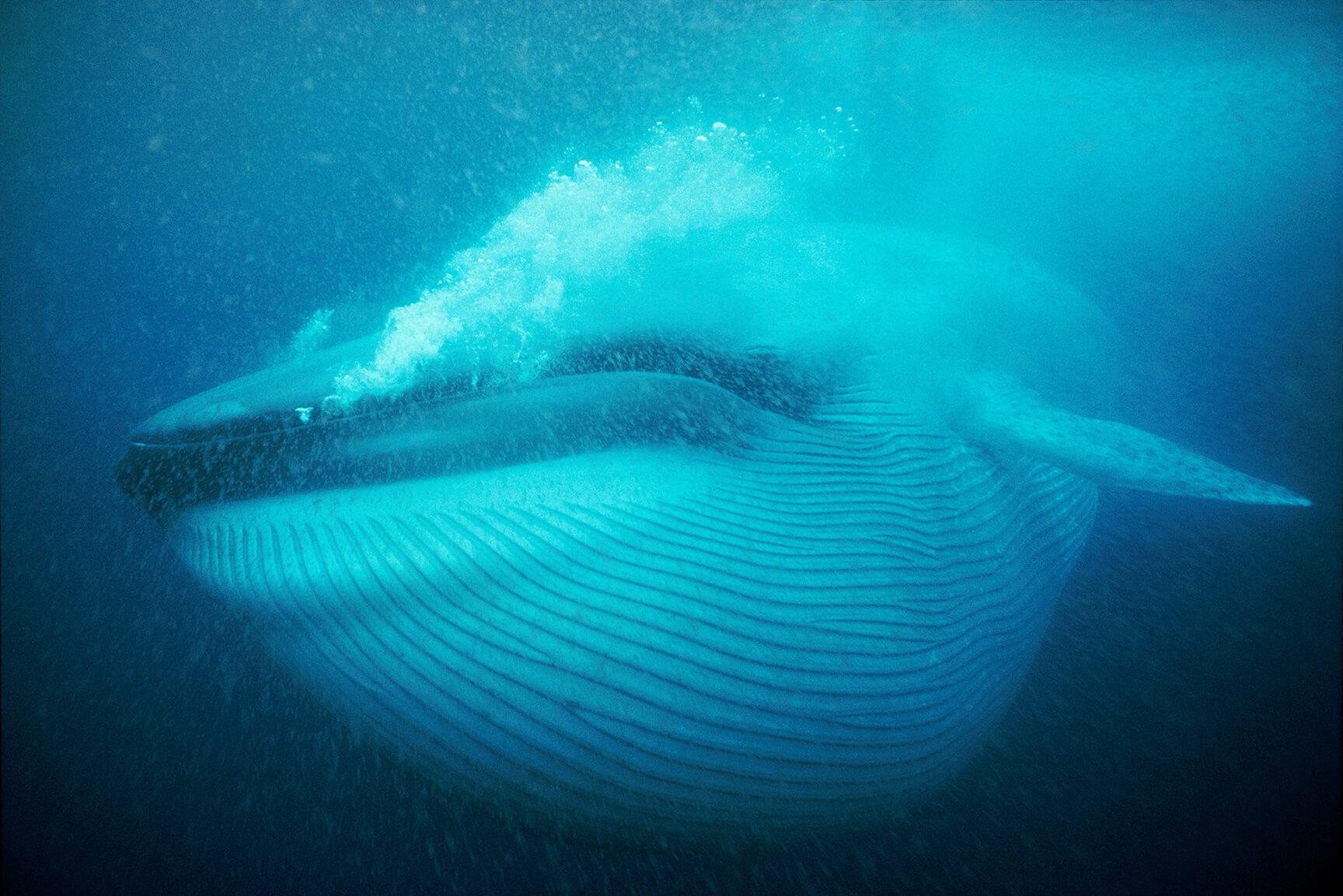 Up close of a blue whale underwater