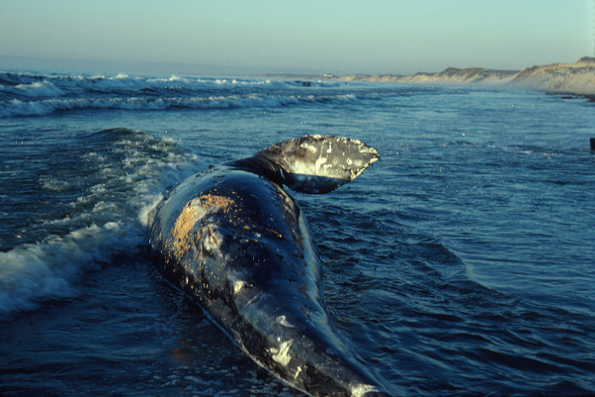 A deceased juvenile grey whale lies belly up in the surf. Beach dunes can be spotted in the background