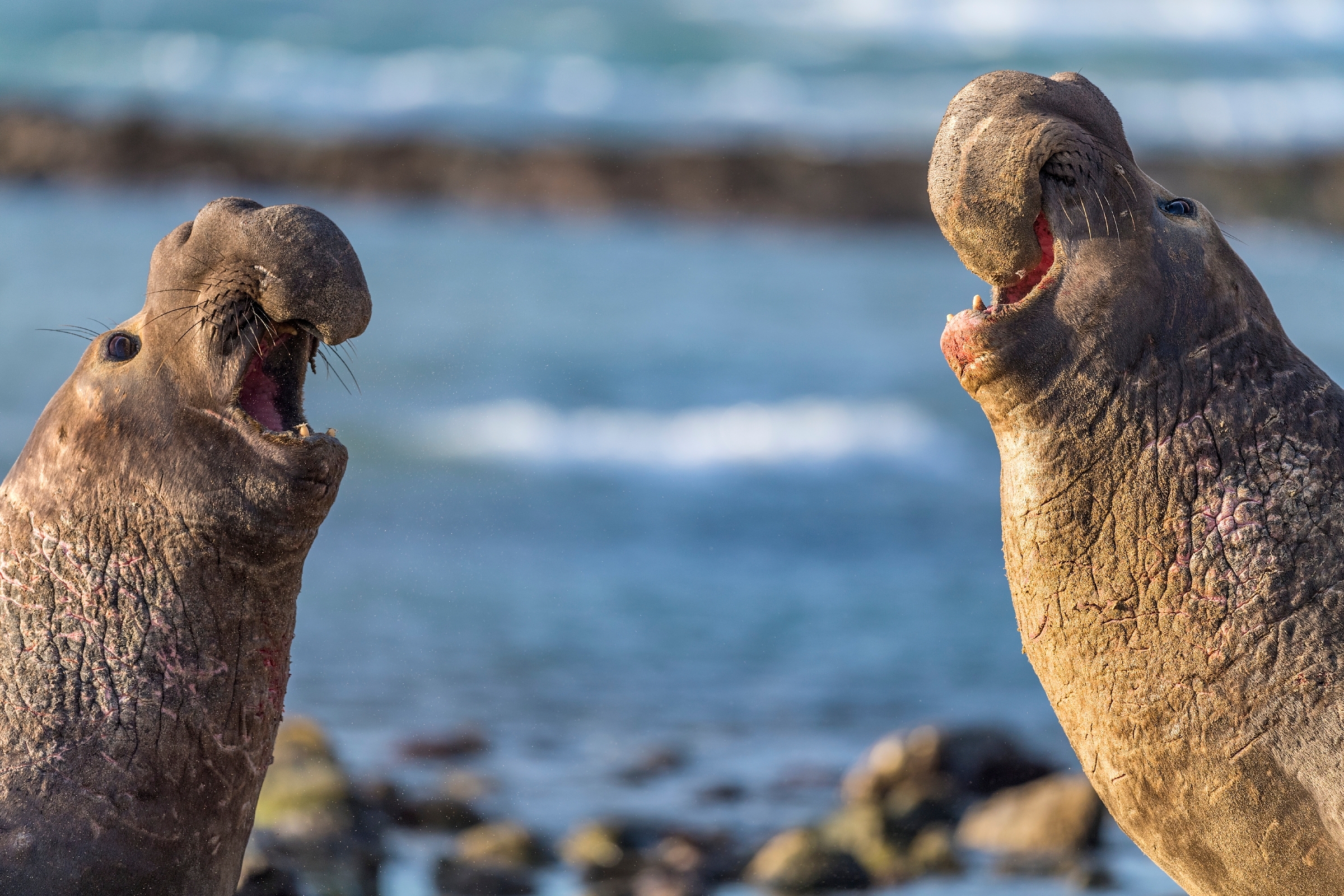 Two elephant seals facing each other on a beach