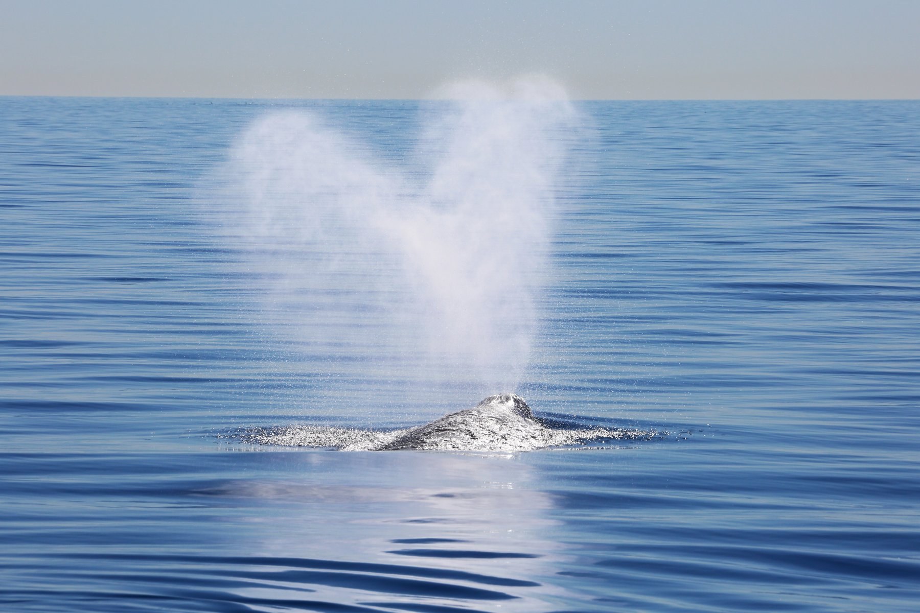 A beautiful California gray whale sends a heart shaped exhale into the Pacific air