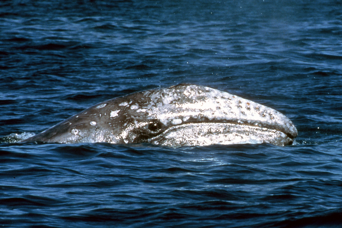 A young gray whale spyhopping above the surface of the water.