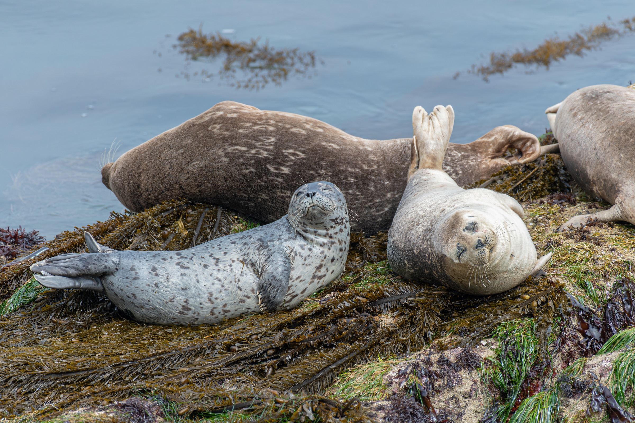 Harbor seals rest on sea grass during low tide on Hopkins Beach