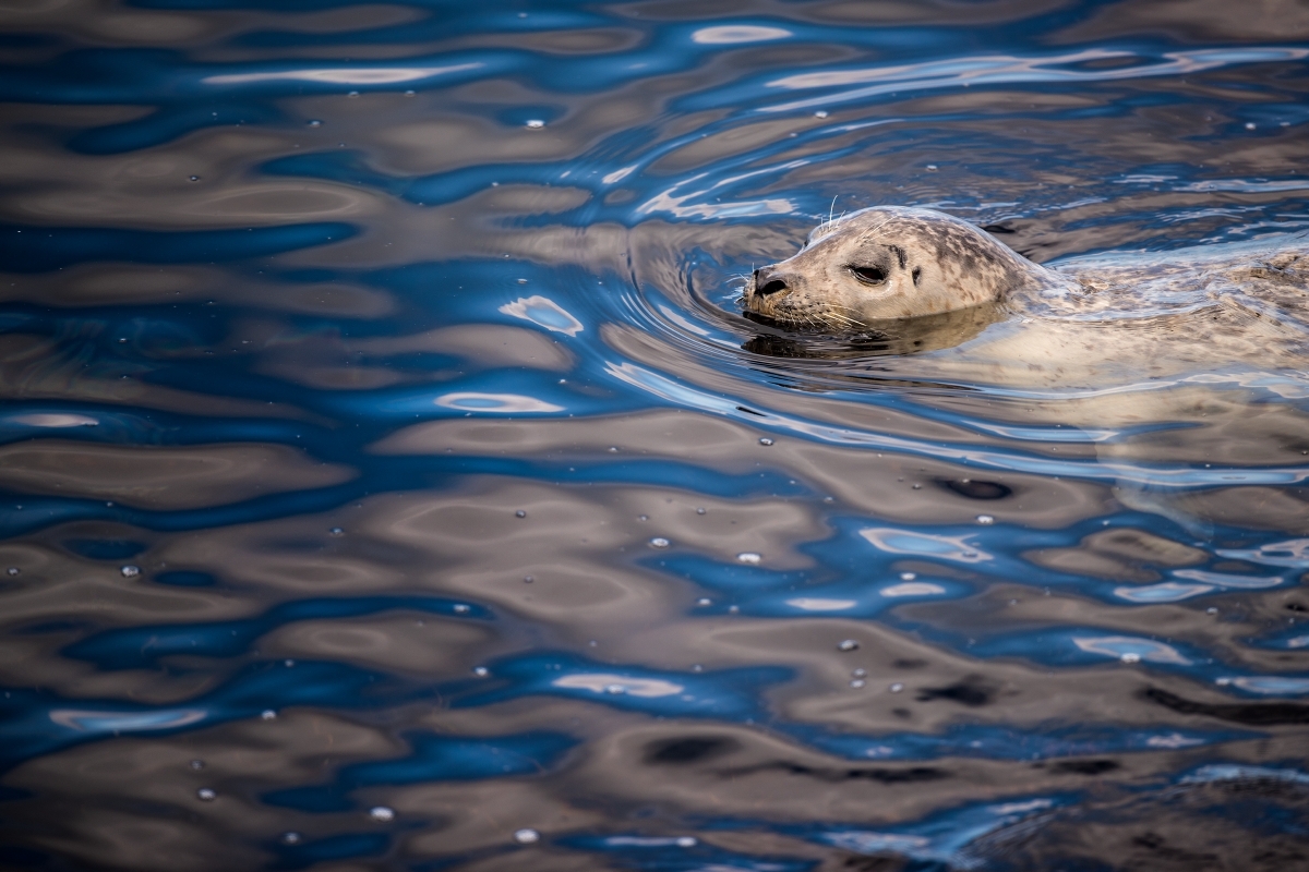 Harbor seal