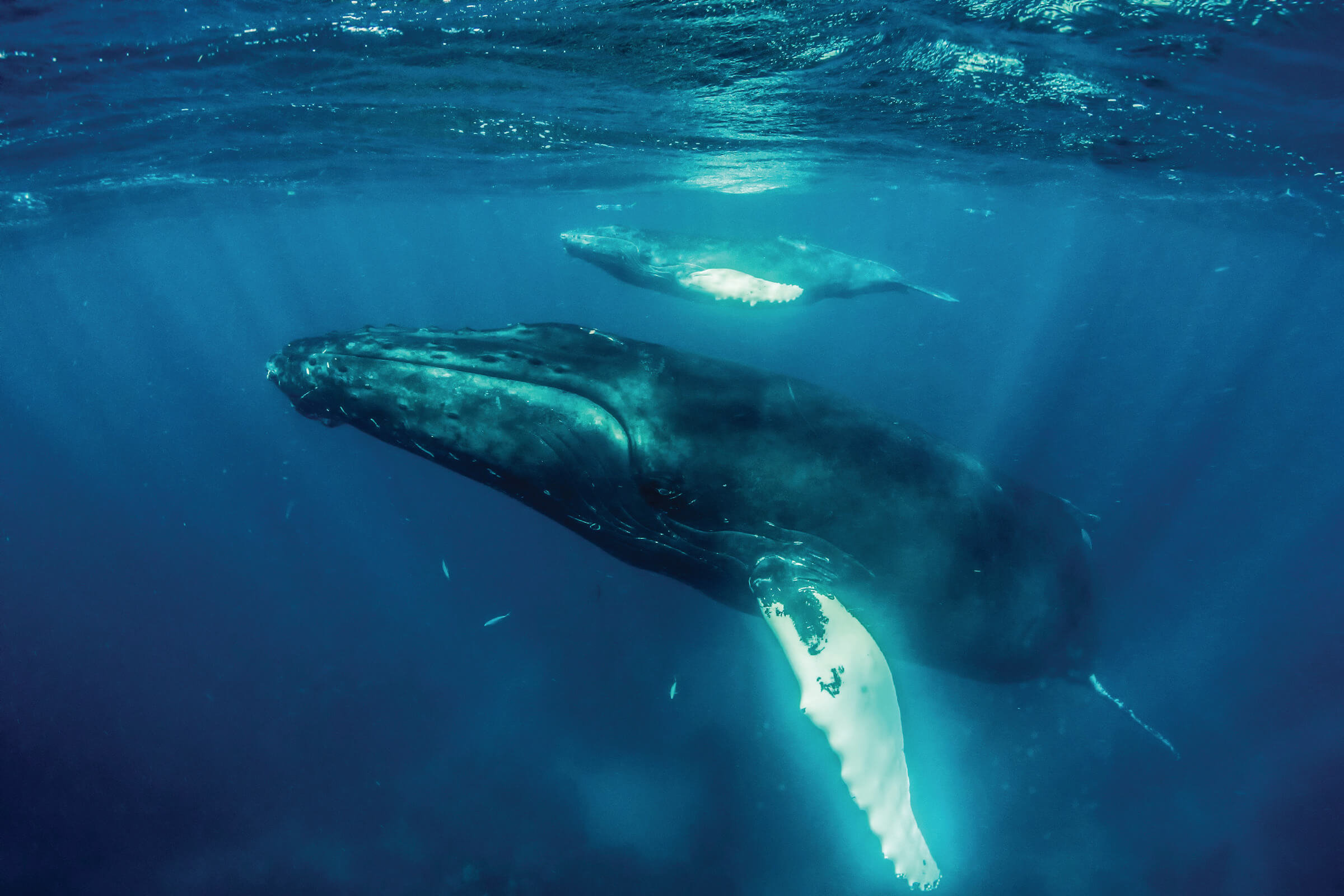Two humpback whales, likely a mother and calf, swim just beneath the surface of the ocean