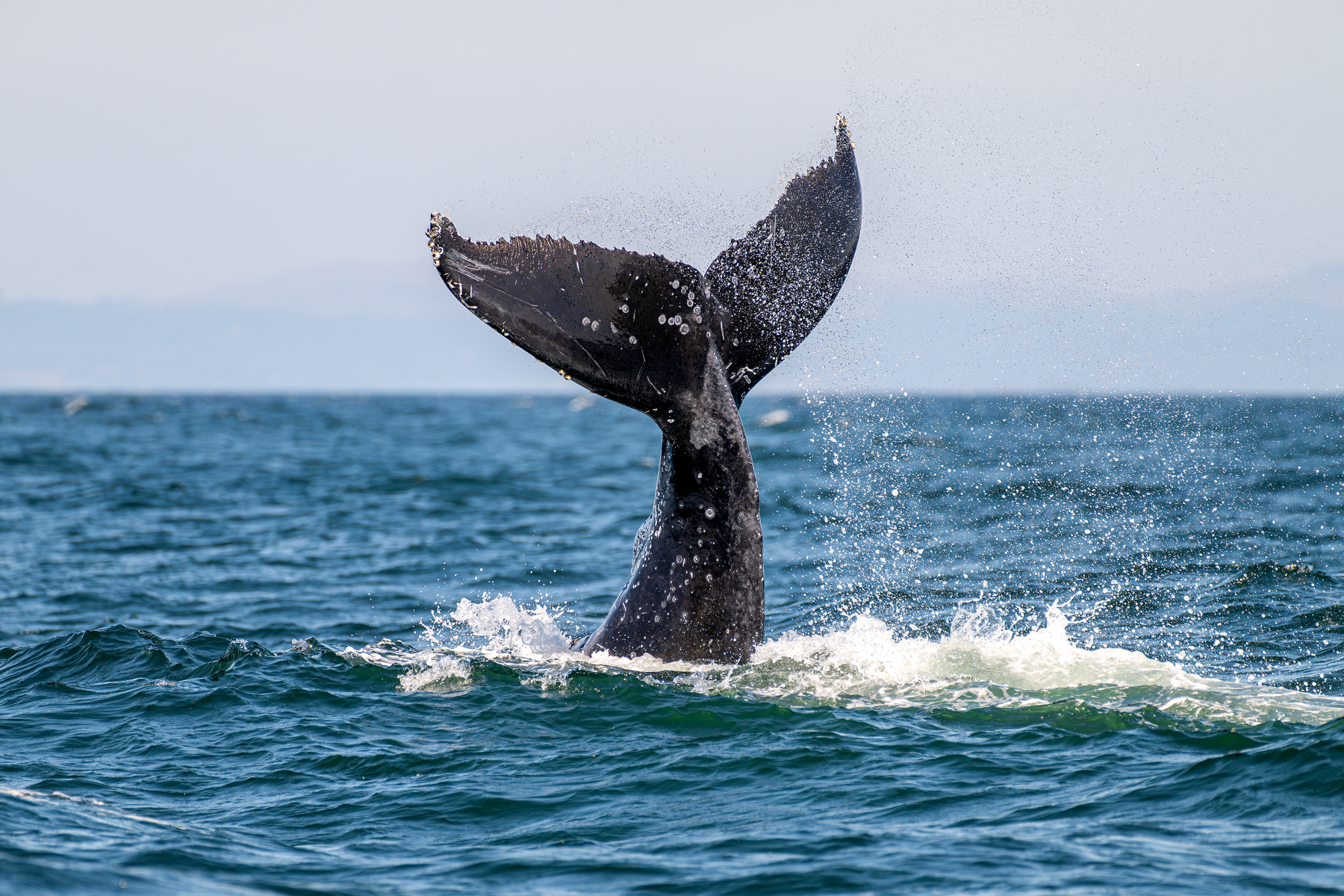 Humpback whale fluke rising vertically above ocean surface with water droplets cascading off edges