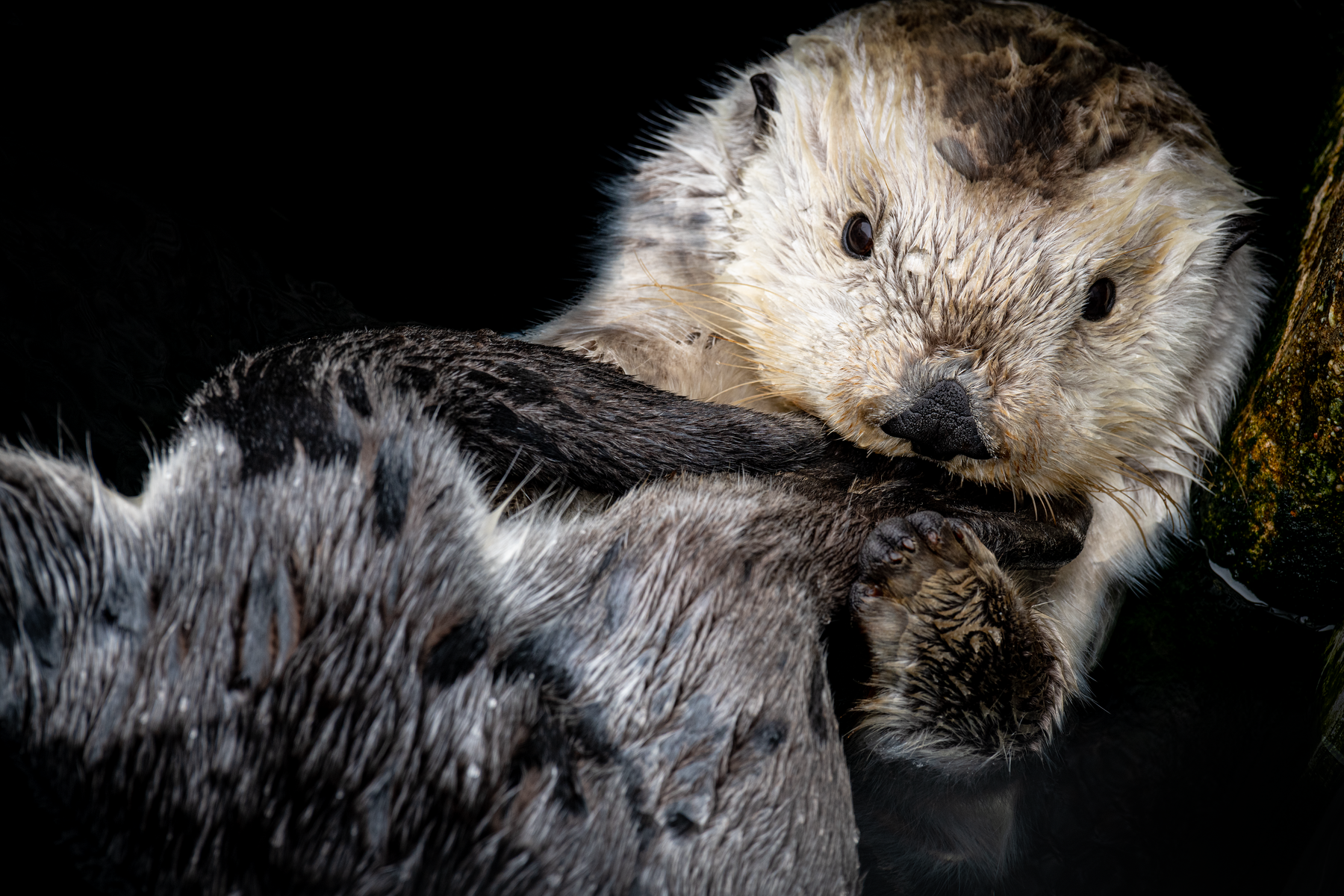 Sea otter floating on back and holding onto their tail