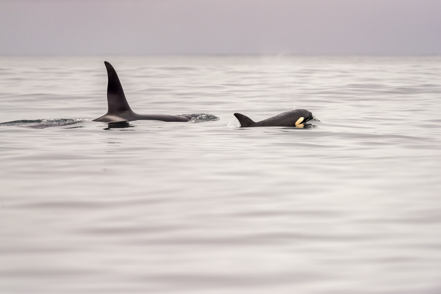Two orcas surfacing on calm grey water showing dorsal fins and white eye patches