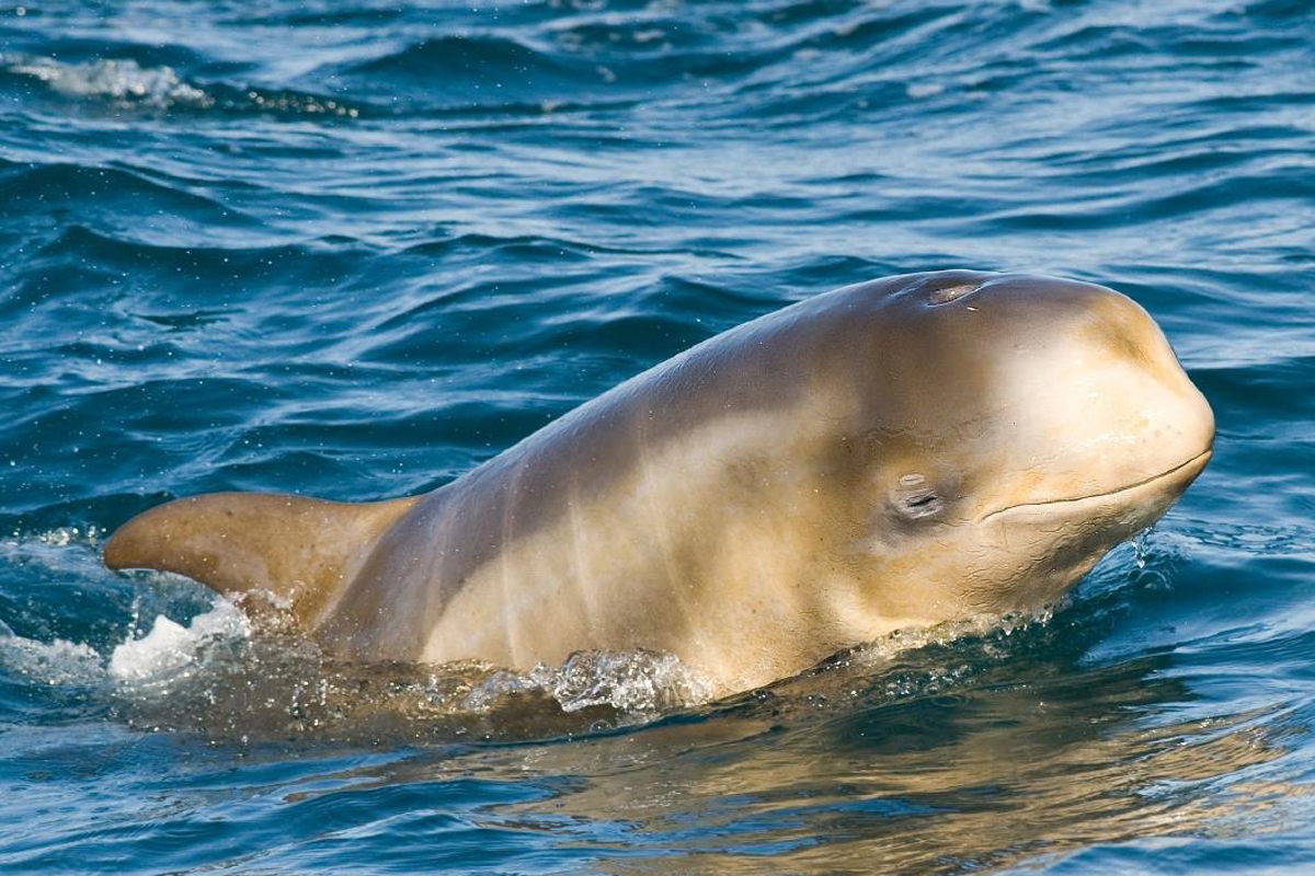 Young Risso's dolphin