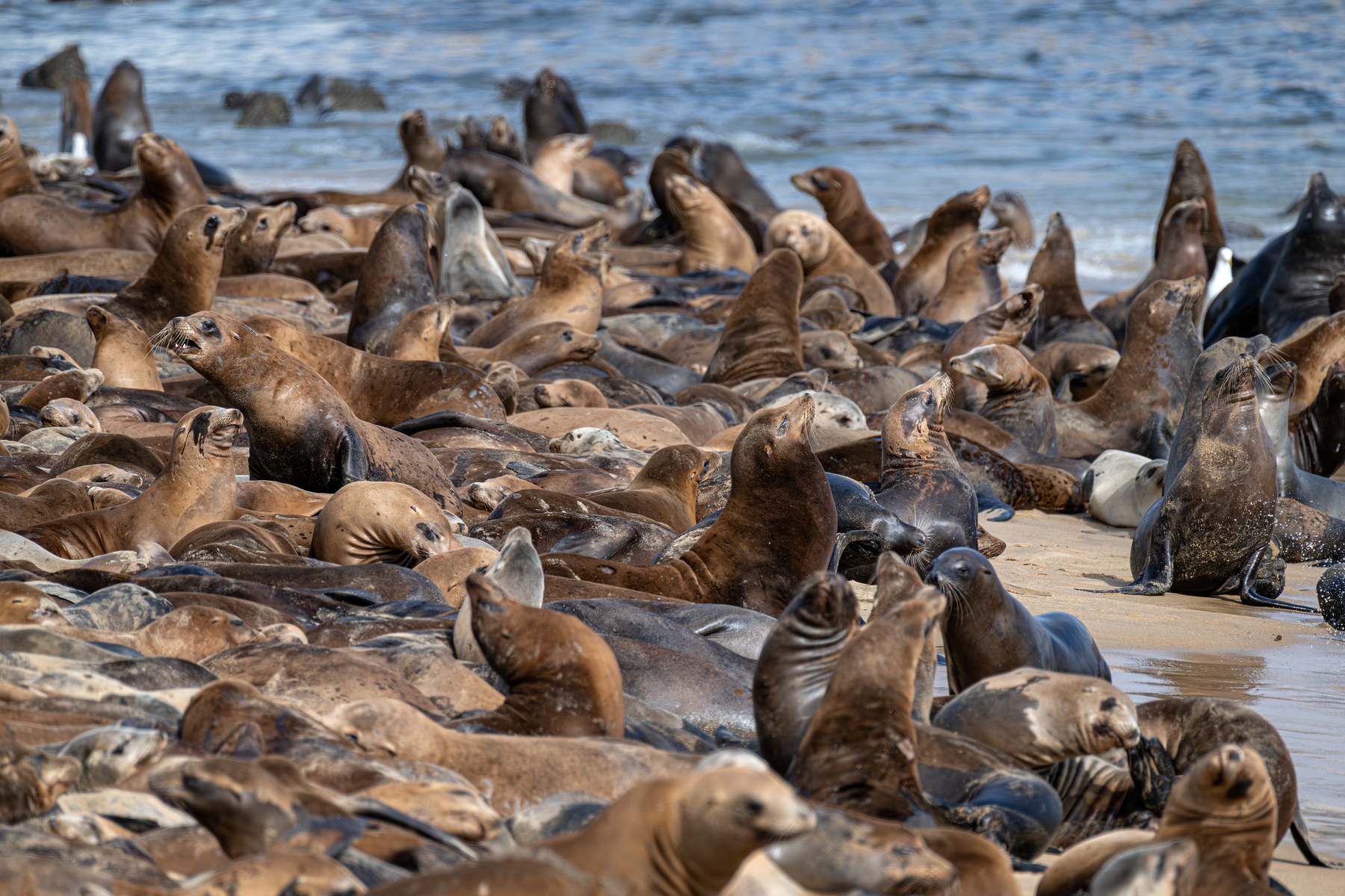 A large herd of California sea lions on the beach lifting their heads to the sky
