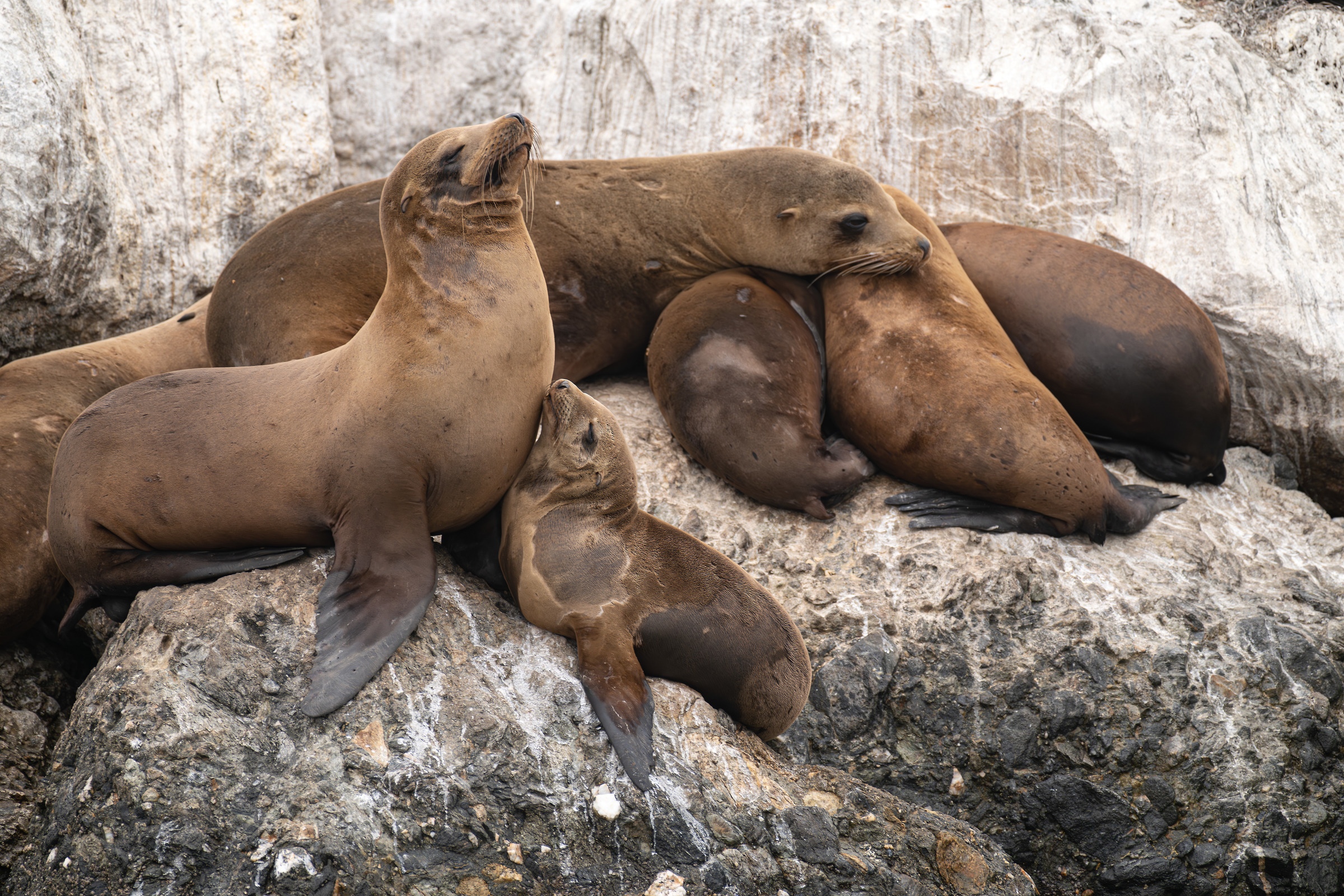 A sea lion with a pup on large rocks with their chests touching and sea lions sleeping in the background