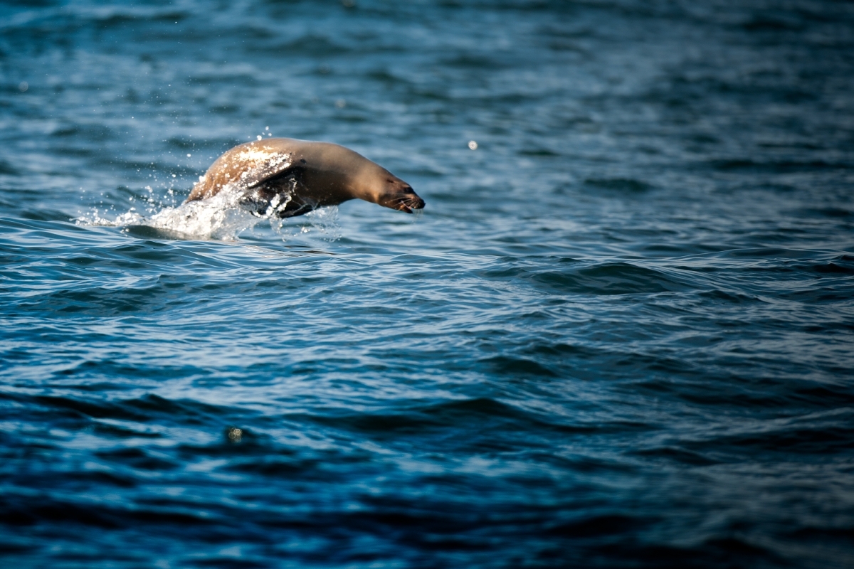 California sea lion porpoising through open ocean water, leaping above the surface