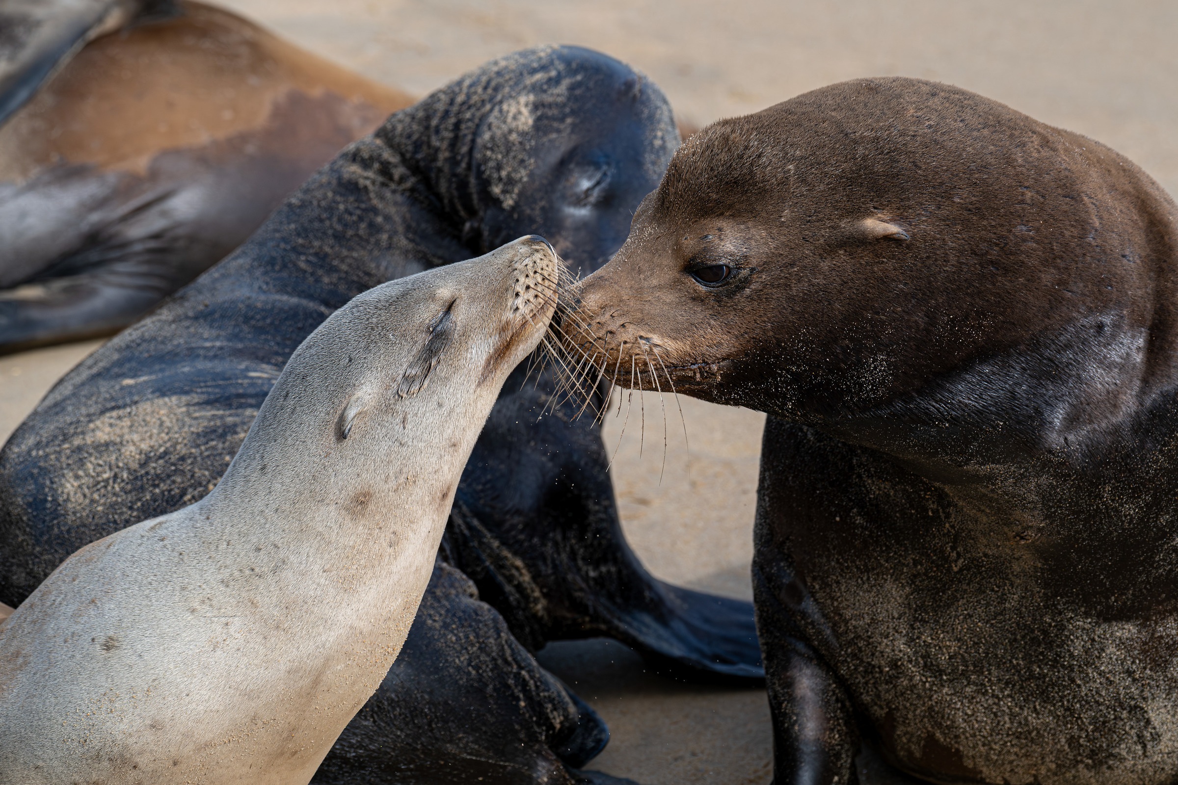 California sea lions with their heads together