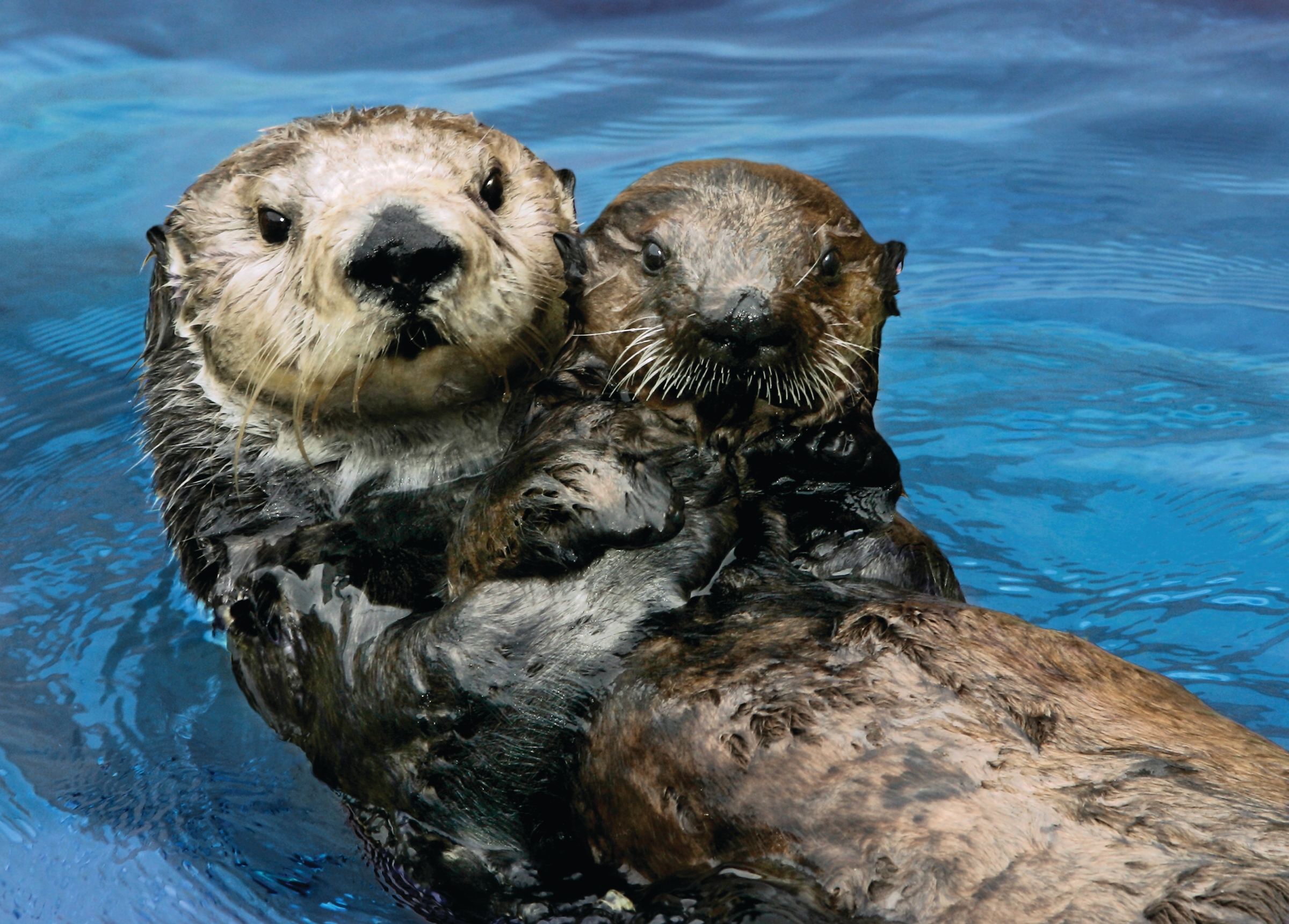 Otter 327 and surrogate mother Toola