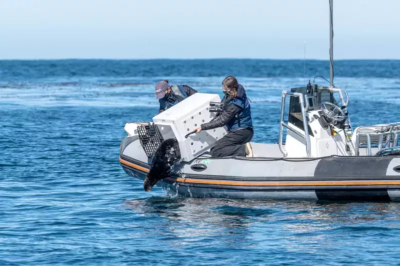 Two Aquarium staff releasing sea otter from white transport kennel off side of inflatable research vessel